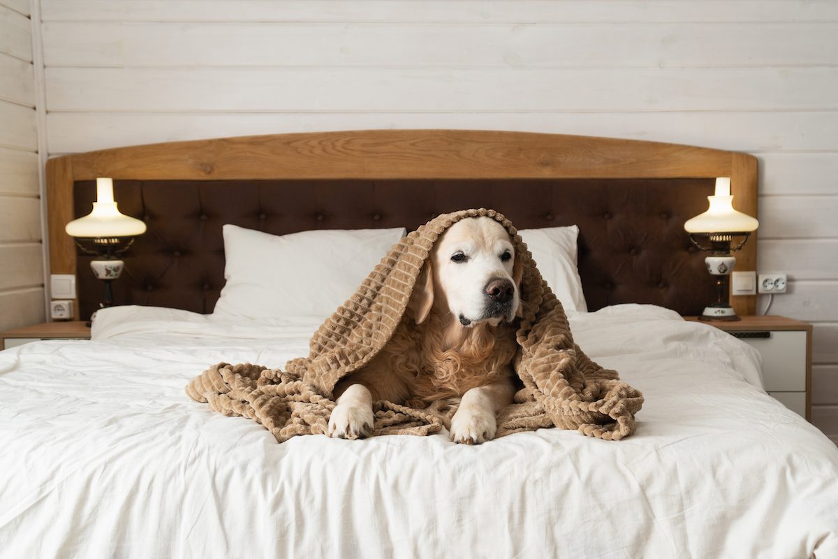Een golden retriever ligt op een bed onder een bruine deken in een gezellige slaapkamer met twee brandende lampen op nachtkastjes.