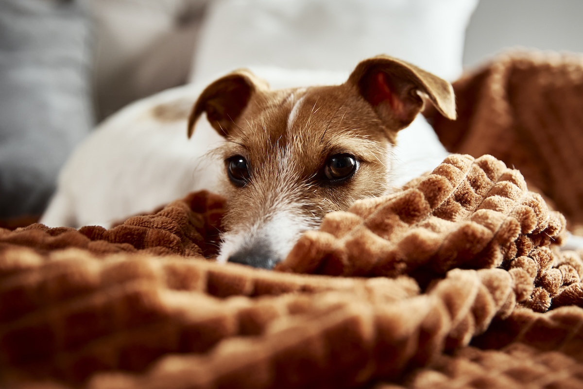 Hond gromt
