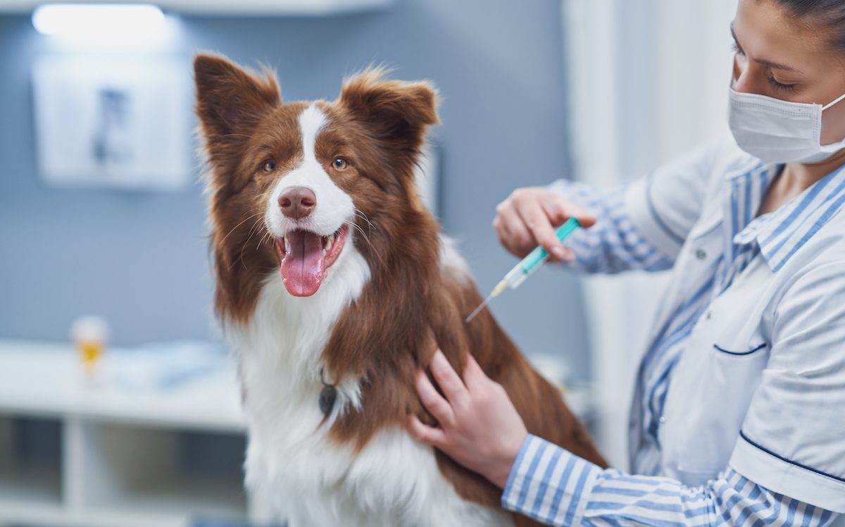 Een dierenarts met een mondmasker geeft een bruine en witte hond een injectie, terwijl de hond ontspannen en blij naar de camera kijkt.