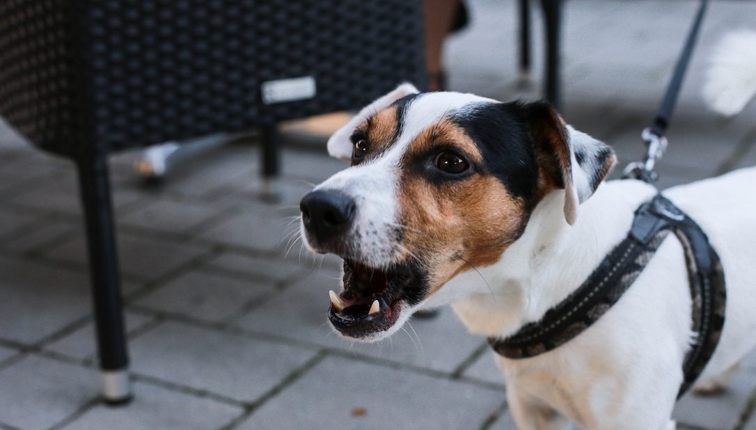 Een kleine hond aan de lijn blaft terwijl hij buiten op straat staat, met stoelen en tafels van een terras op de achtergrond.