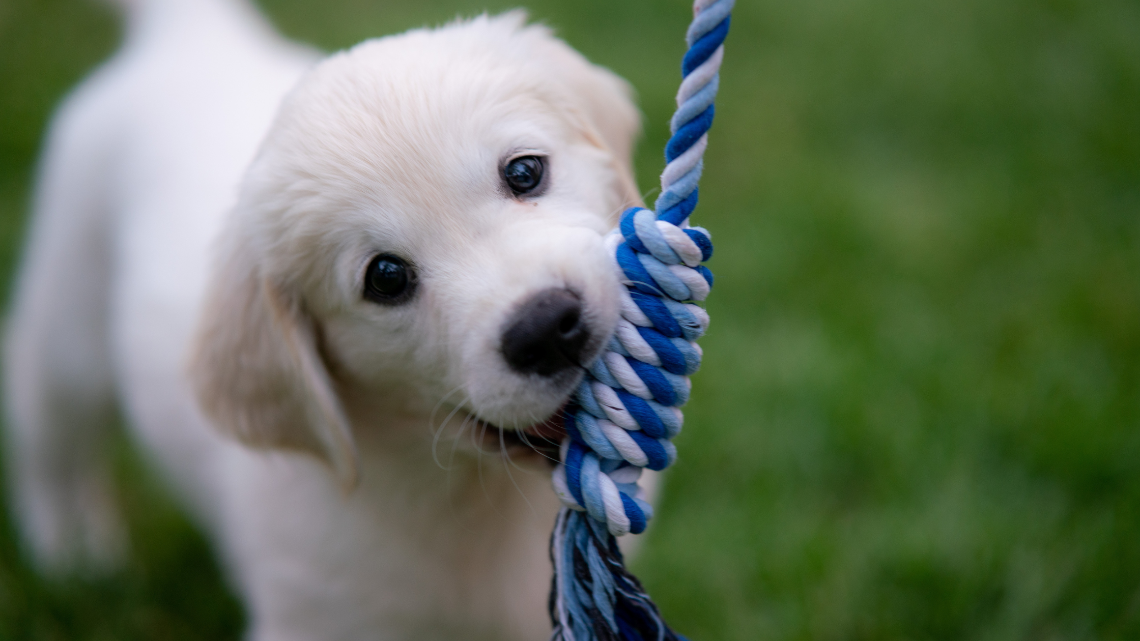 Puppy PetSecur