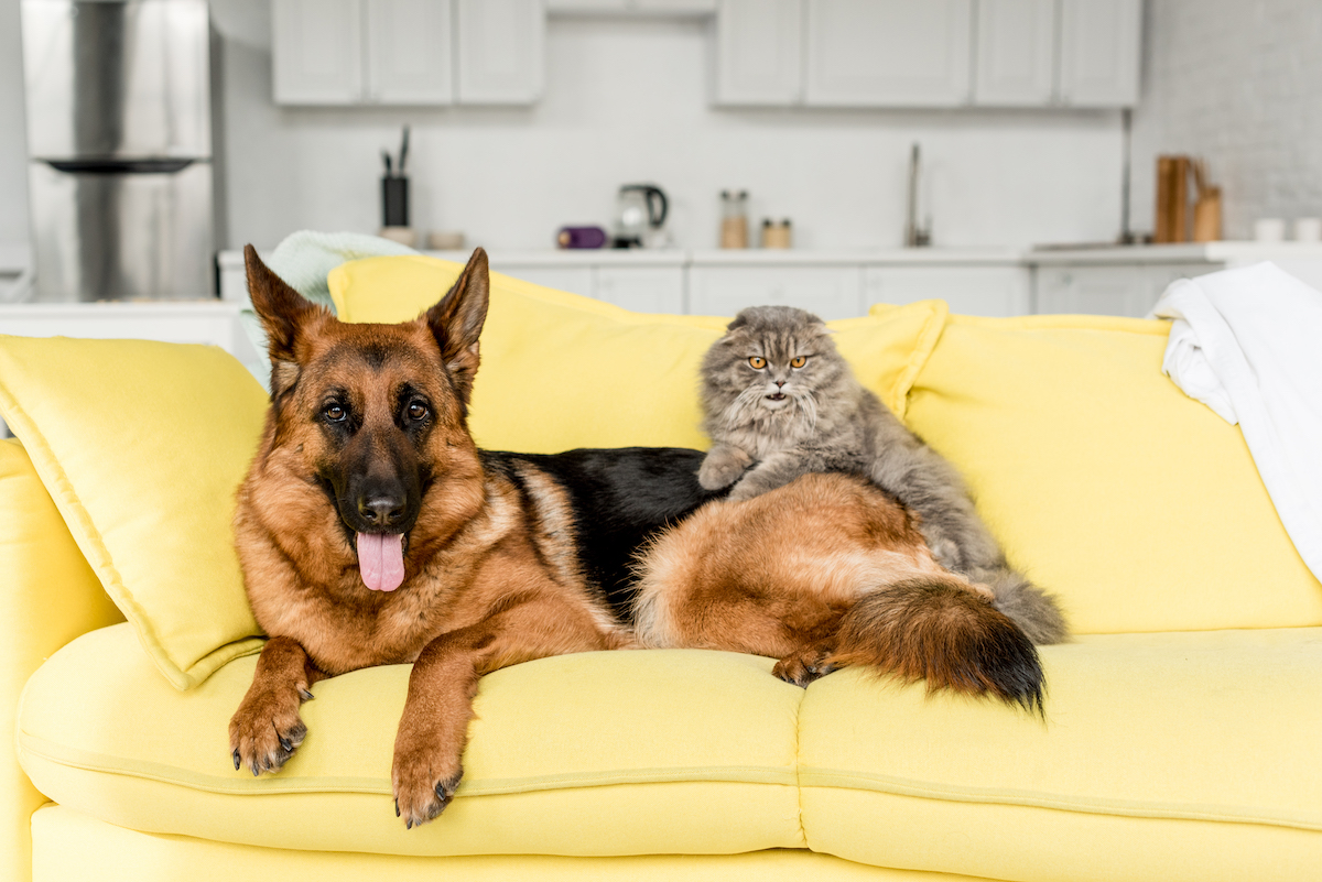 Een Duitse herder en een grijze kat liggen samen op een felgele bank in een lichte woonkamer, waarbij de kat ontspannen tegen de hond aanleunt.