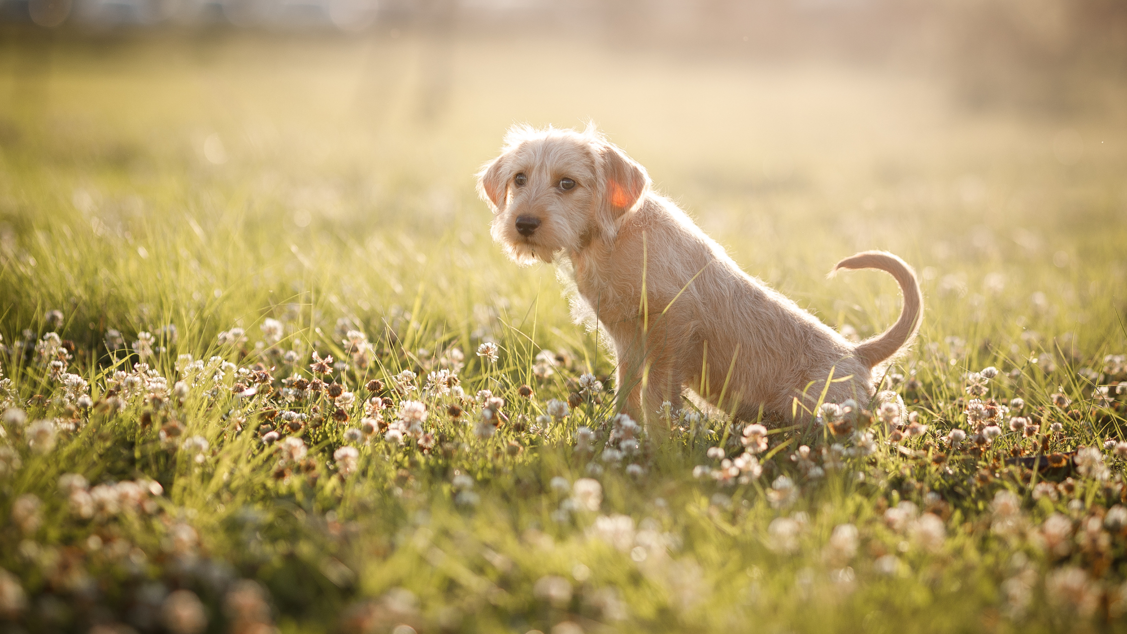 Een lichtgekleurde puppy zit in een grasveld vol kleine bloemetjes en kijkt rustig om zich heen in het warme zonlicht.