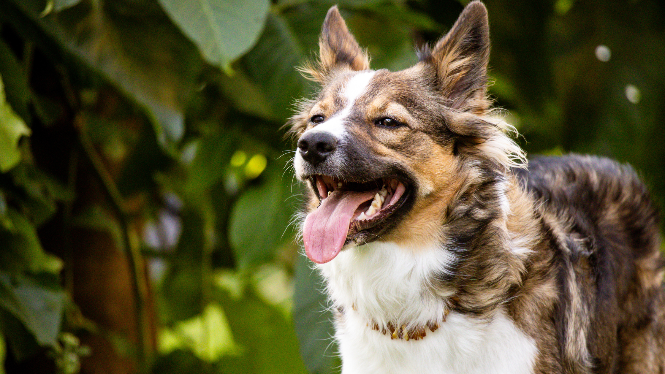 Een bruin-witte hond staat buiten tussen het groen, met zijn bek open en tong uit, terwijl hij alert de omgeving inkijkt.