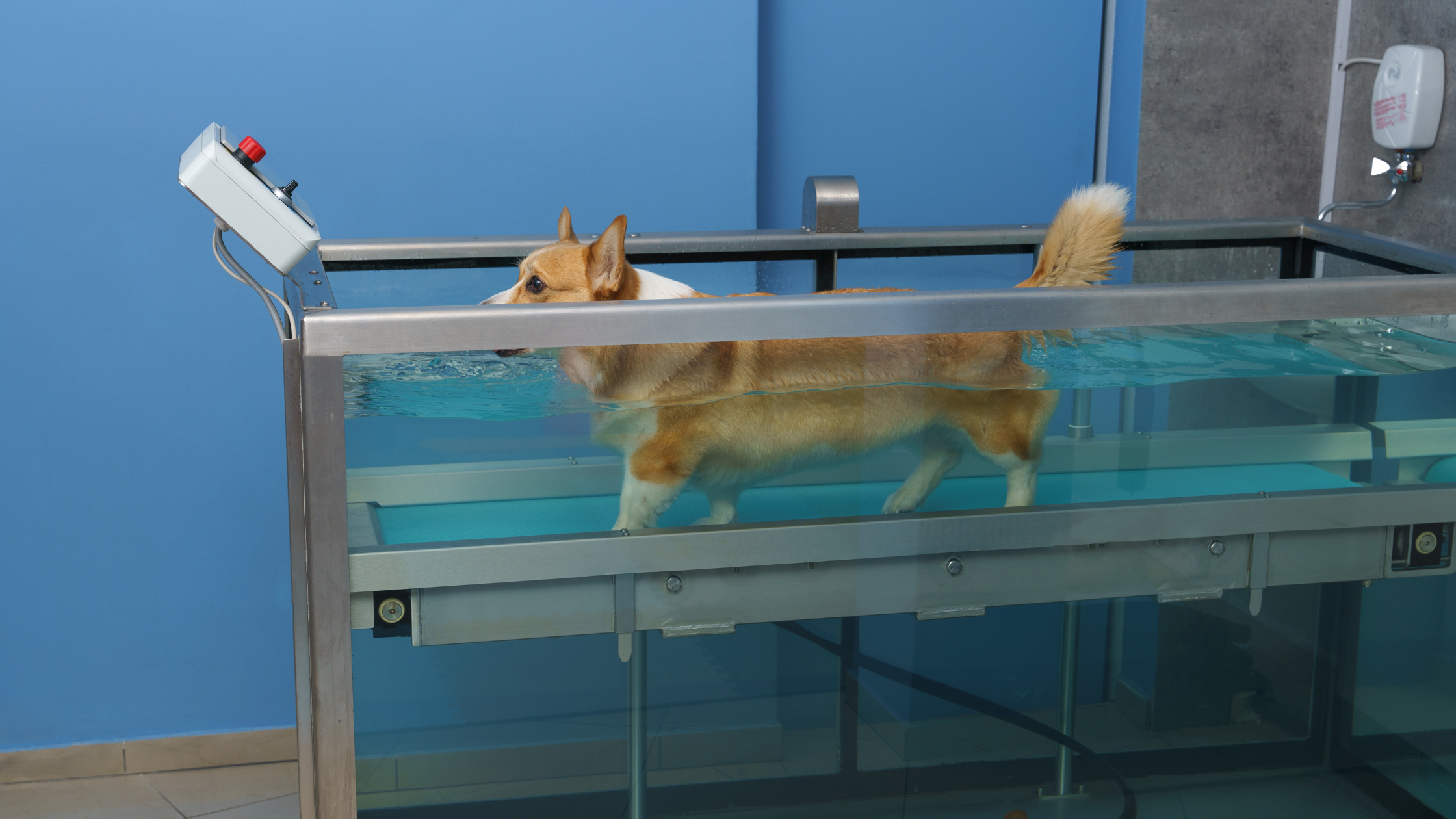 Hydrotherapie hond PetSecur