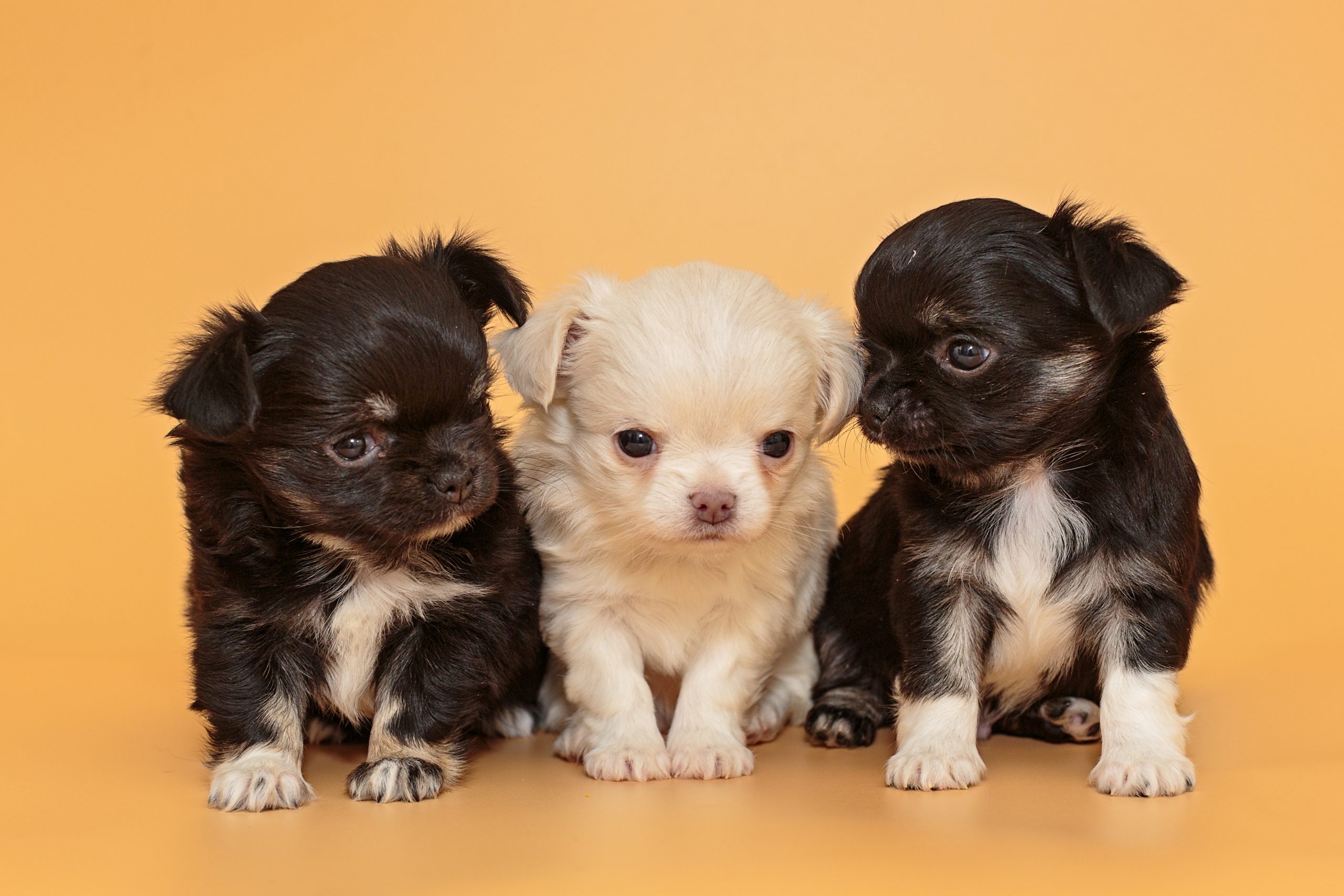 Drie jonge puppy’s zitten dicht bij elkaar op een oranje achtergrond — twee zwart-witte en één crèmekleurige — en kijken nieuwsgierig om zich heen.