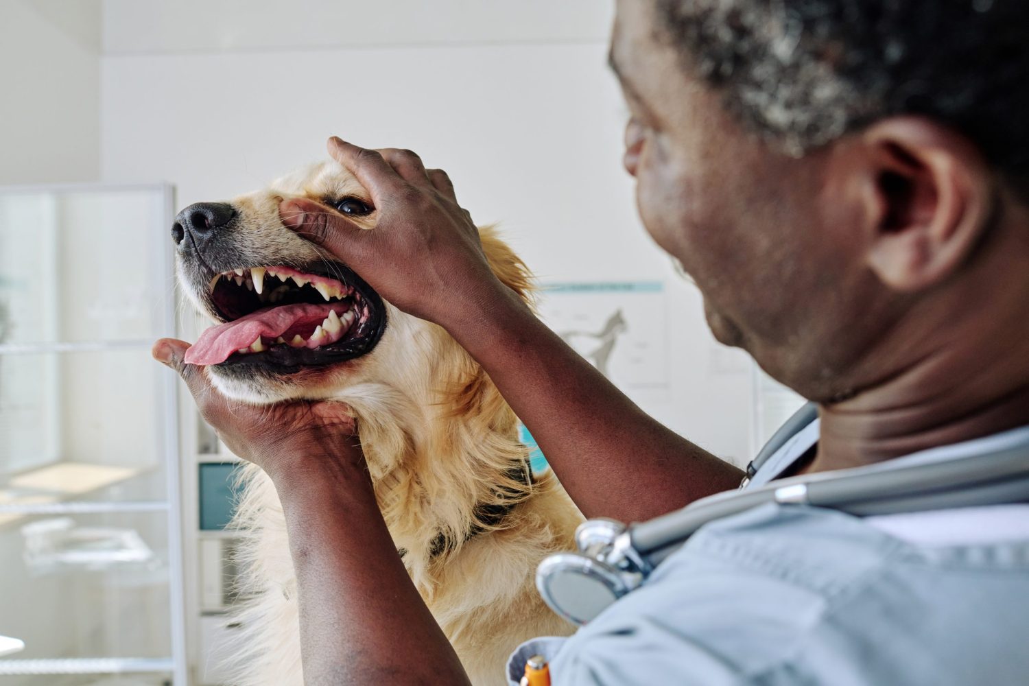 Gebitsbehandeling hond kosten PetSecur