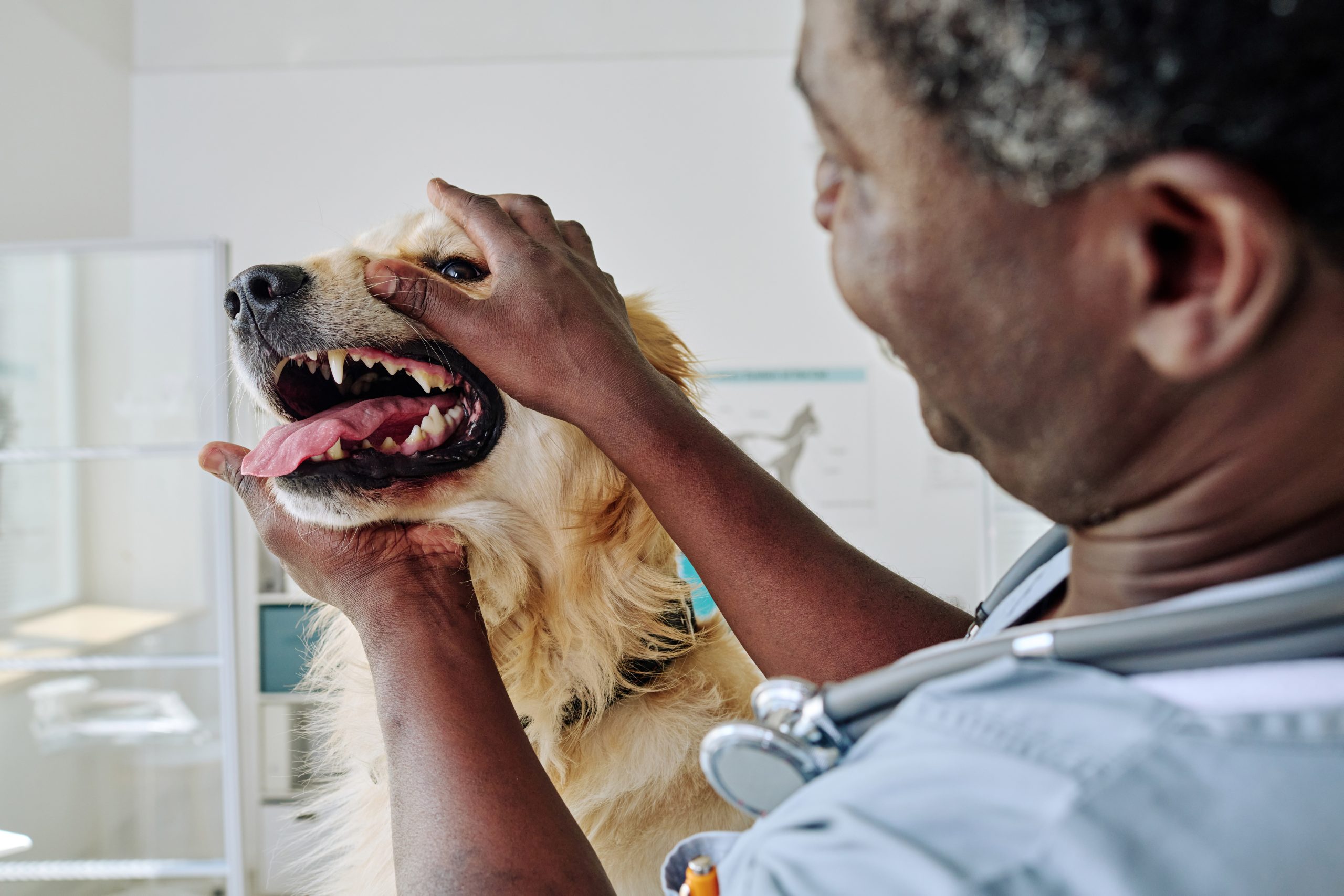 Gebitsbehandeling hond kosten PetSecur