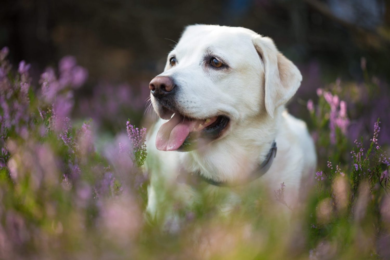 Een witte hond zit tussen bloeiende paarse bloemen, met zijn tong uit en een ontspannen, gelukkige blik.