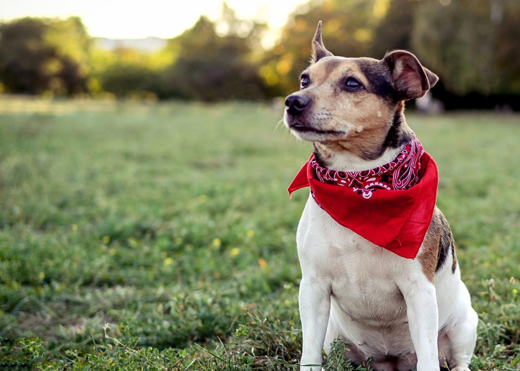 Een kleine hond met een rood halsdoekje zit in het gras op een open veld, met bomen en zacht zonlicht op de achtergrond.