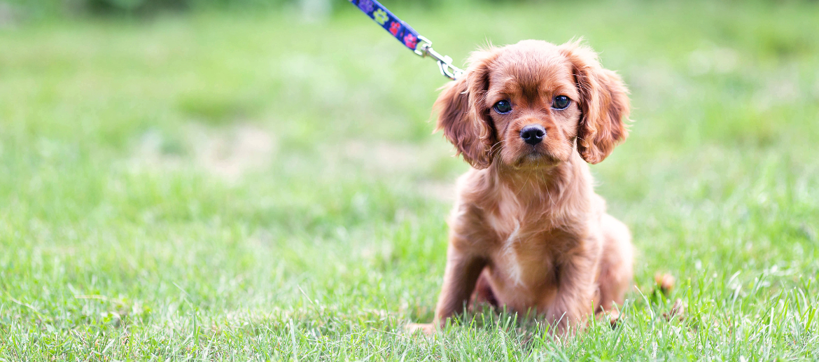 Een jonge bruine pup zit aan een riem op het gras en kijkt met een lieve, nieuwsgierige blik in de camera.