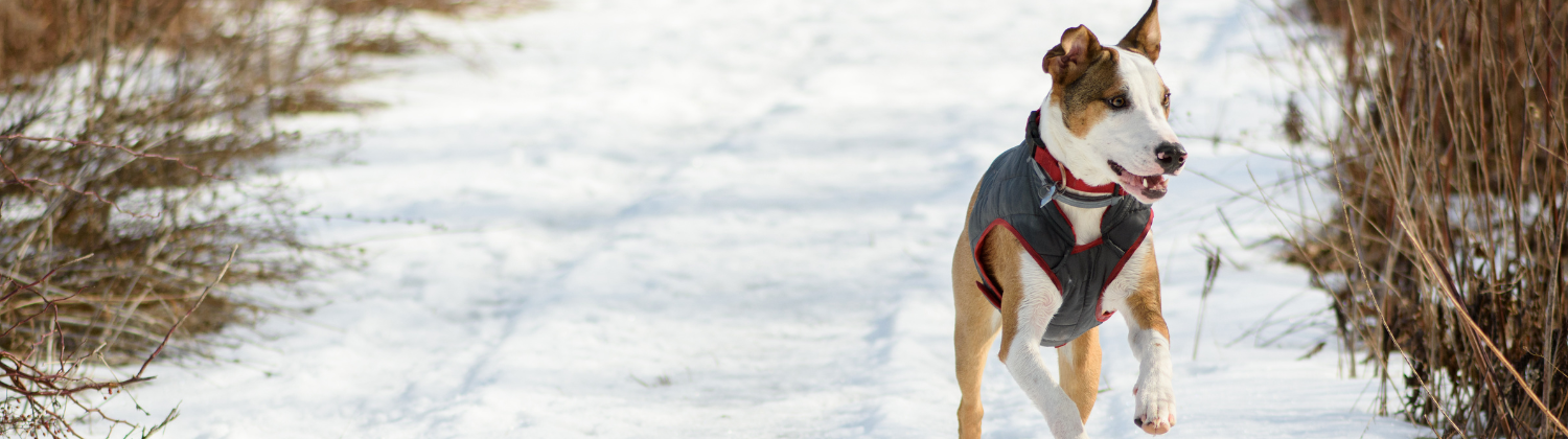 Een hond met een winterjasje rent vrolijk over een met sneeuw bedekt pad, omringd door kale struiken.