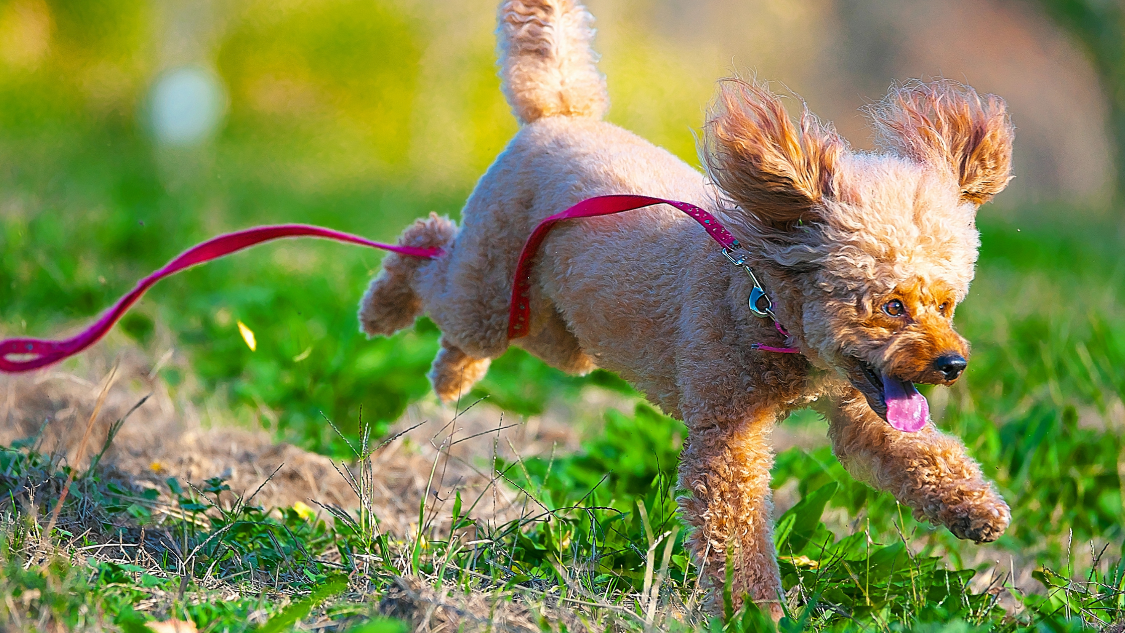 Een kleine, lichtbruine hond rent enthousiast door het gras, met zijn oren wapperend in de lucht en een roze riem achter zich aan, terwijl hij zijn tong uitsteekt van plezier.