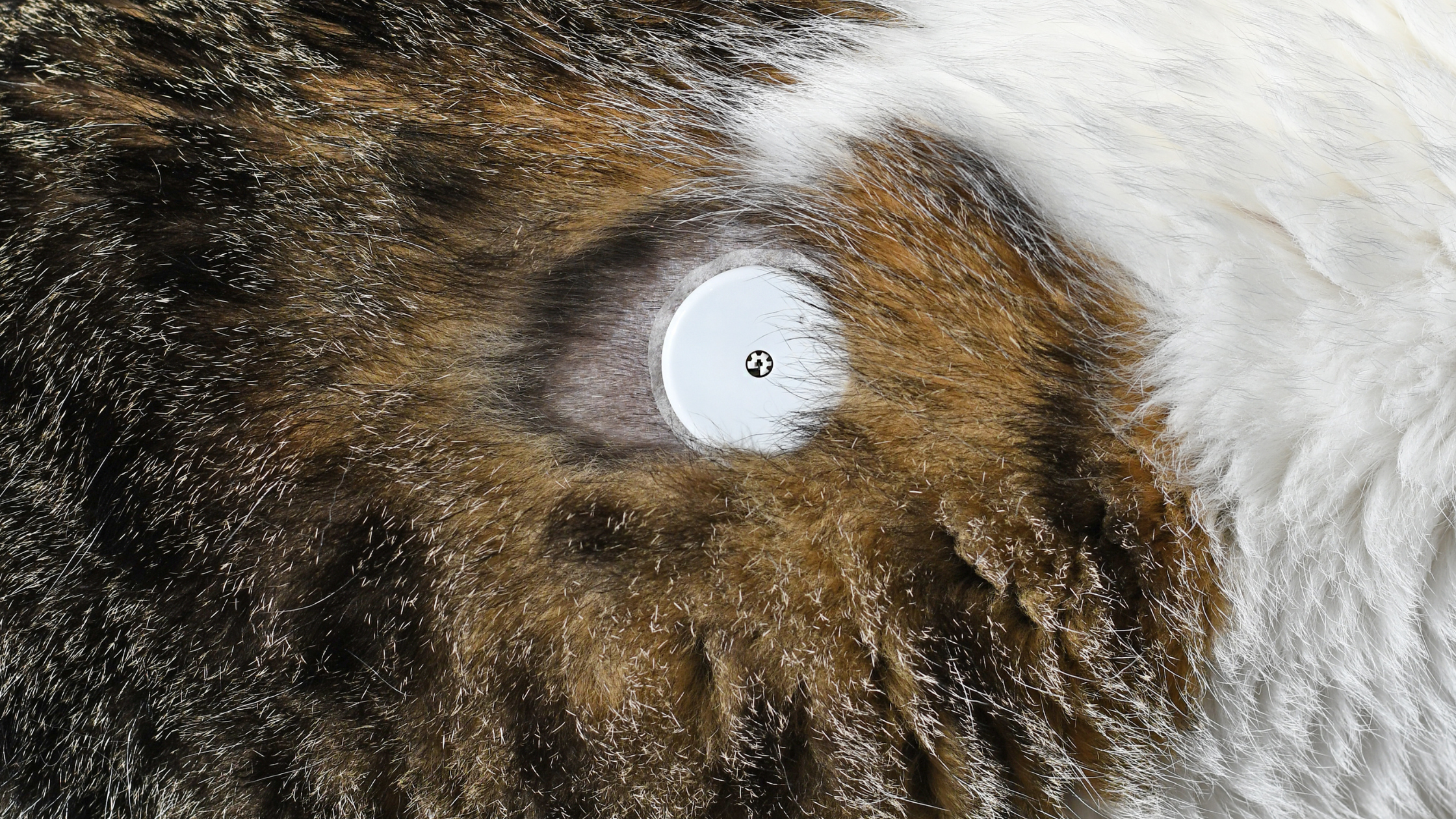 Close-up van de vacht van een dier waarop een sensor of medisch apparaatje op de huid is bevestigd.