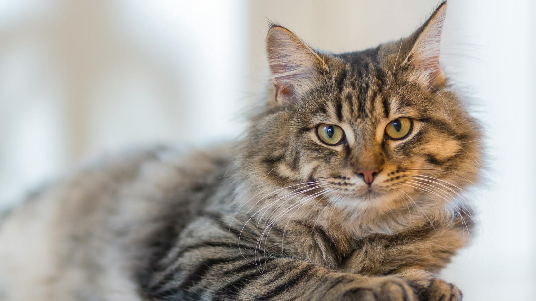 Een pluizige, langharige kat met een bruin-grijs gestreepte vacht ligt ontspannen en kijkt rustig in de camera met zijn amberkleurige ogen.