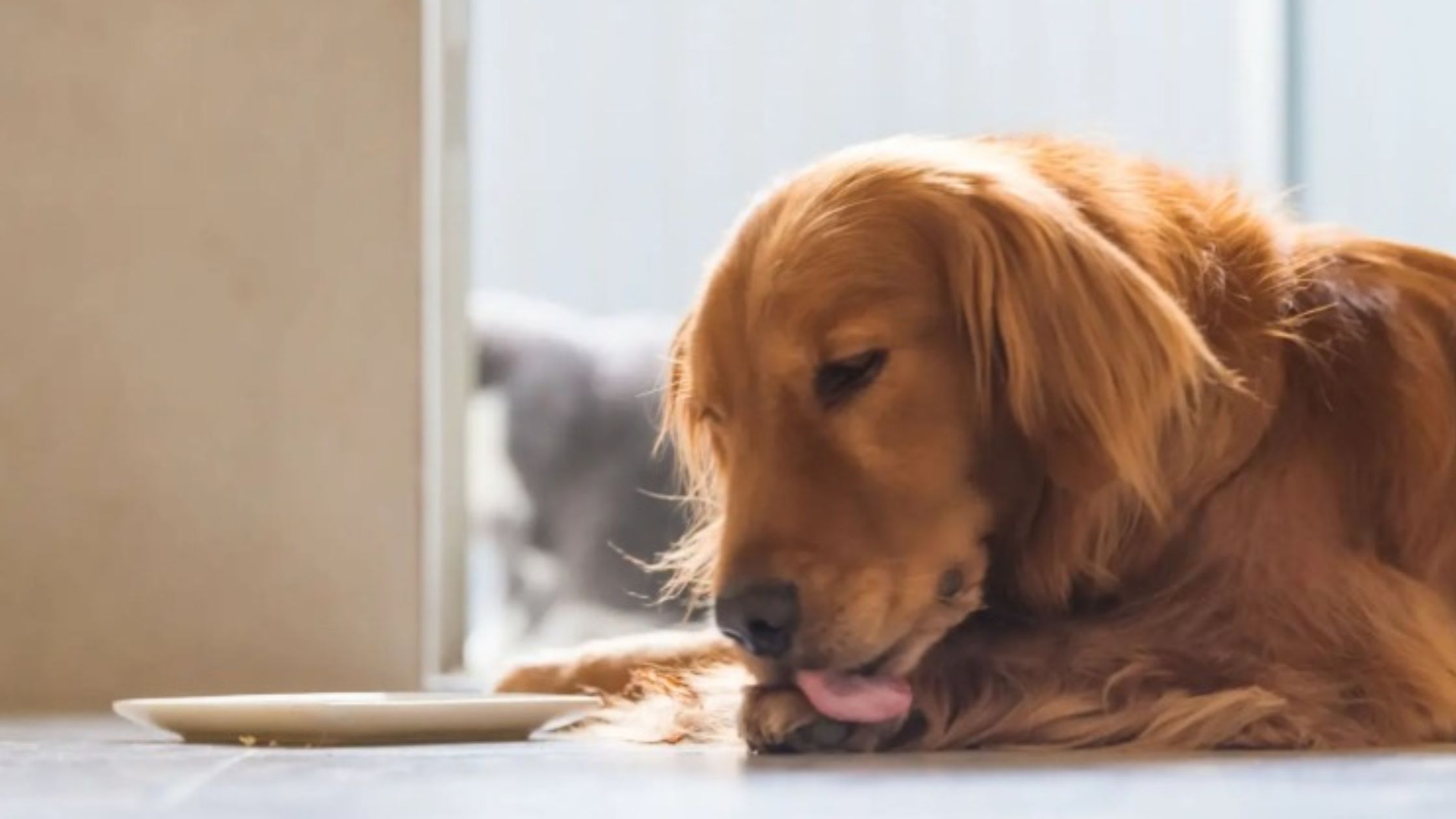 Een goudkleurige hond ligt op de vloer en likt aan een leeg bord dat voor hem staat, in een rustige en huiselijke omgeving.