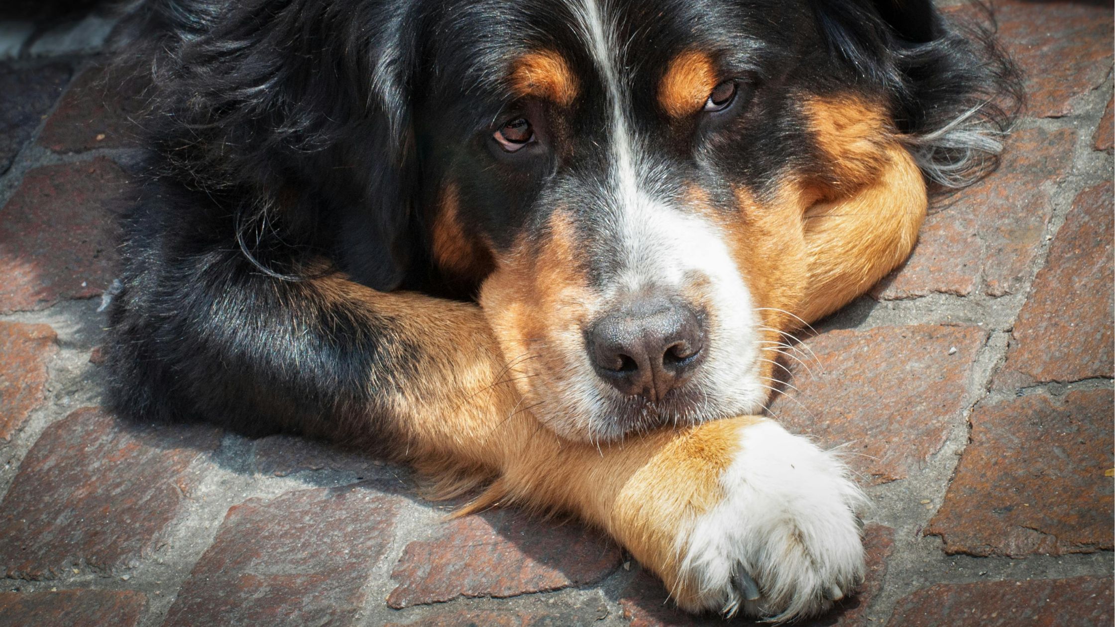 Een grote driekleurige hond ligt op een stenen ondergrond met zijn kop rustend op zijn poten, terwijl hij met een kalme en enigszins droevige blik omhoog kijkt.