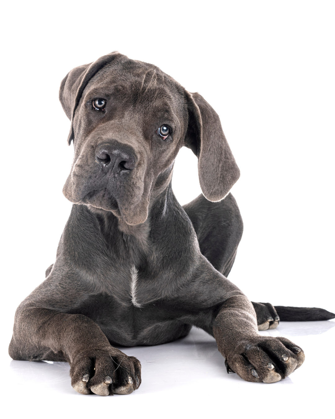 Een Duitse dog met een korte, grijsblauwe vacht en zachte, donkere ogen ligt ontspannen en kijkt recht in de camera. De achtergrond is effen.