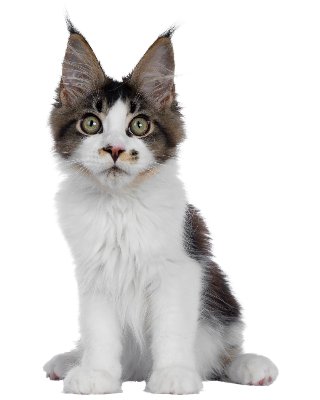 Een Maine Coon met een halflange, wit-met-bruine vacht en grote, groene ogen zit rechtop en kijkt recht in de camera. De achtergrond is effen.