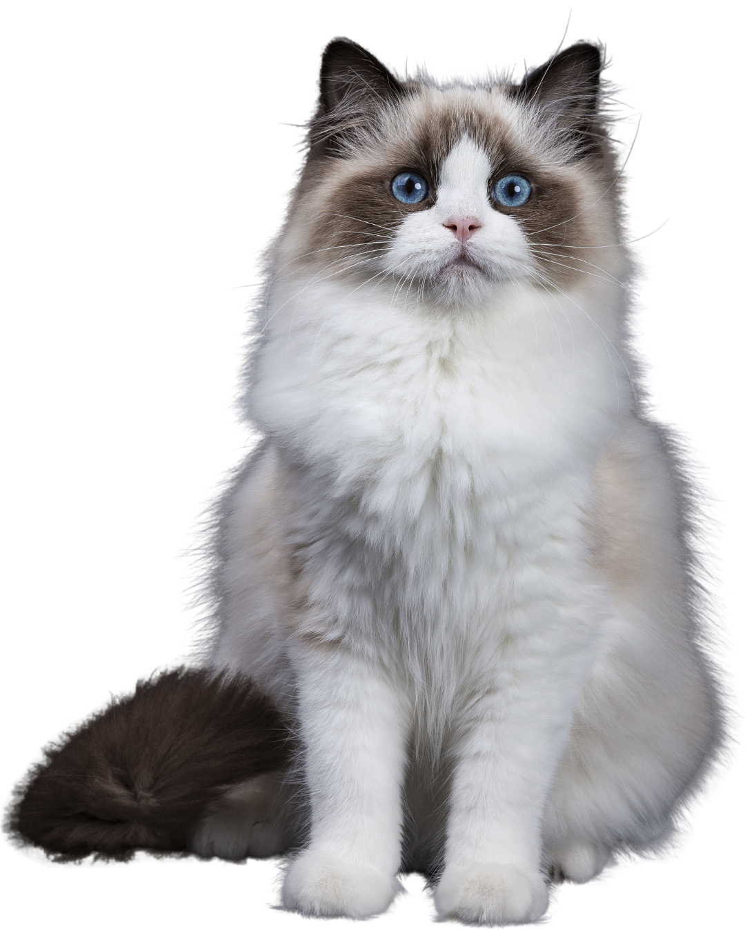 Een Ragdoll met een zachte, langharige vacht in crème- en bruintinten en helderblauwe ogen zit rechtop en kijkt recht in de camera. De achtergrond is effen.