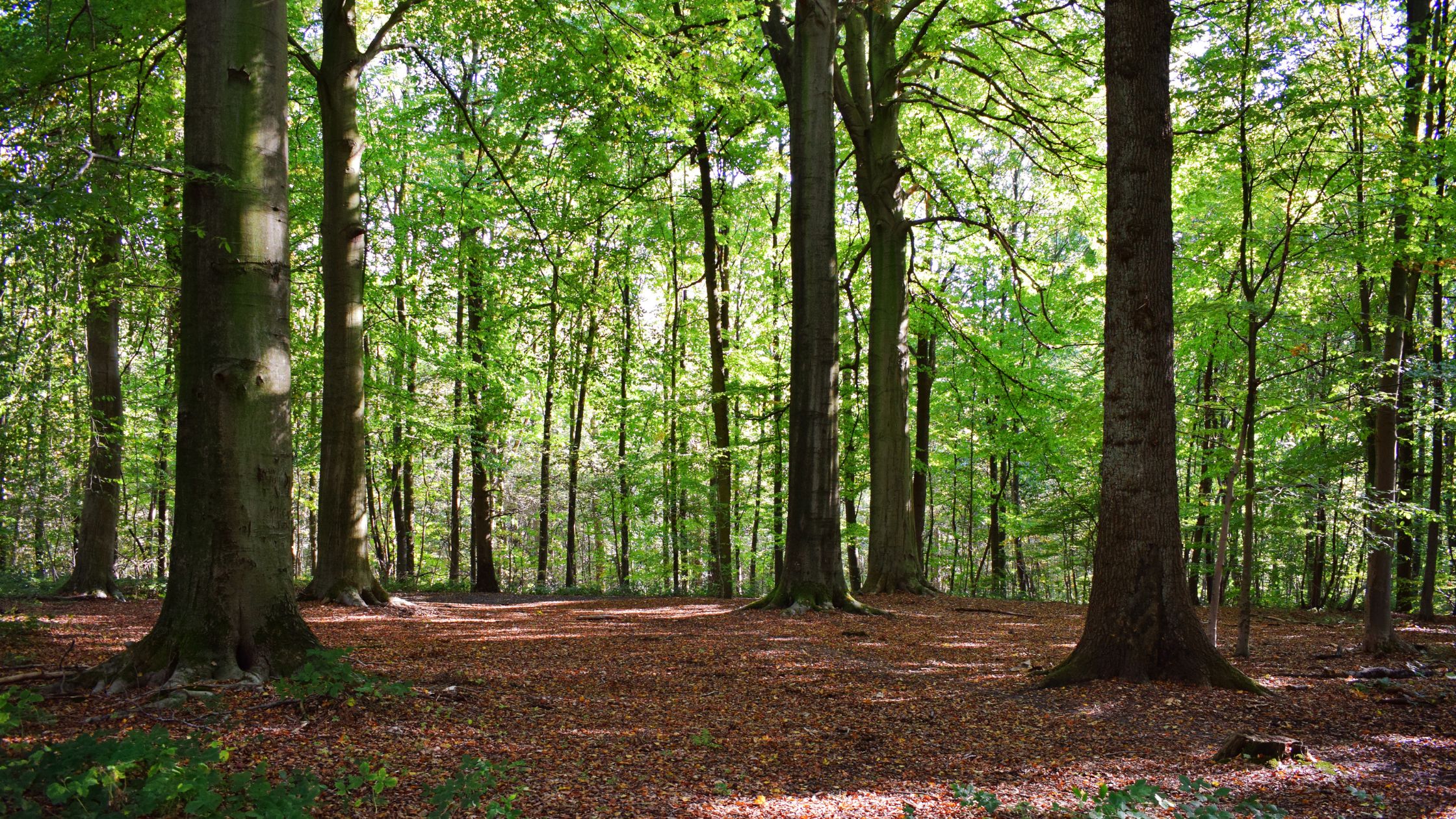 Amsterdamse bos PetSecur