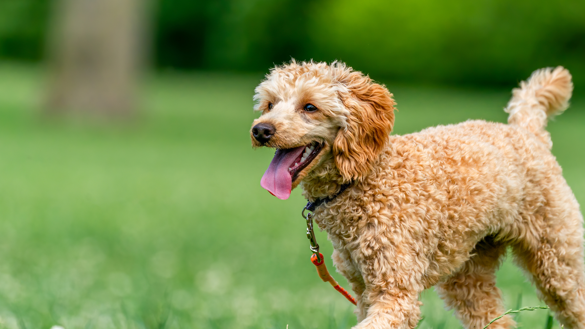 De 10 beste losloopgebieden voor honden in Nederland