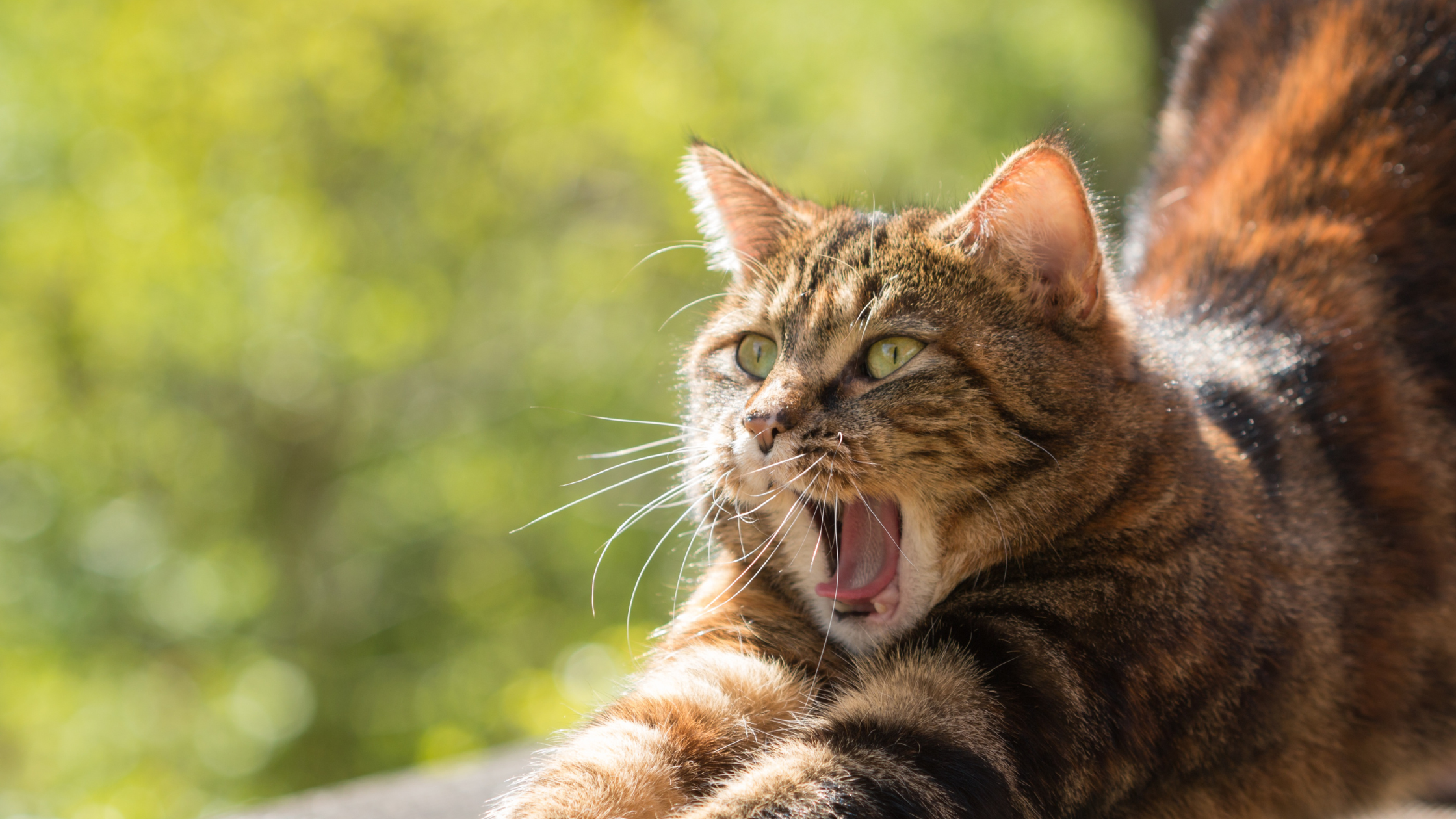 Een kat met een gestreepte vacht rekt zich uit in de zon terwijl ze haar bek wijd open heeft, alsof ze gaapt of miauwt.