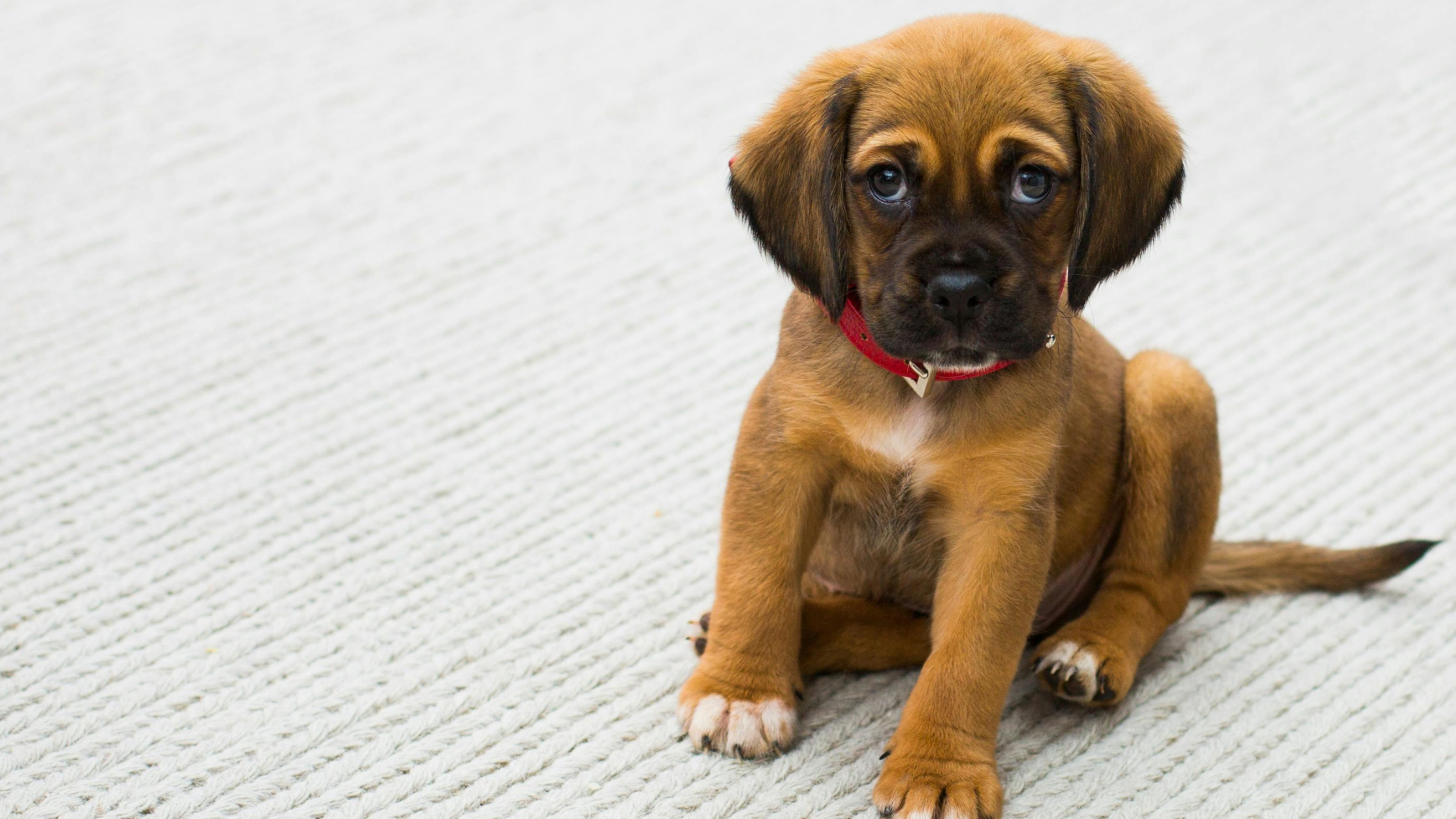 Top 10 meest gestelde vragen over puppy’s