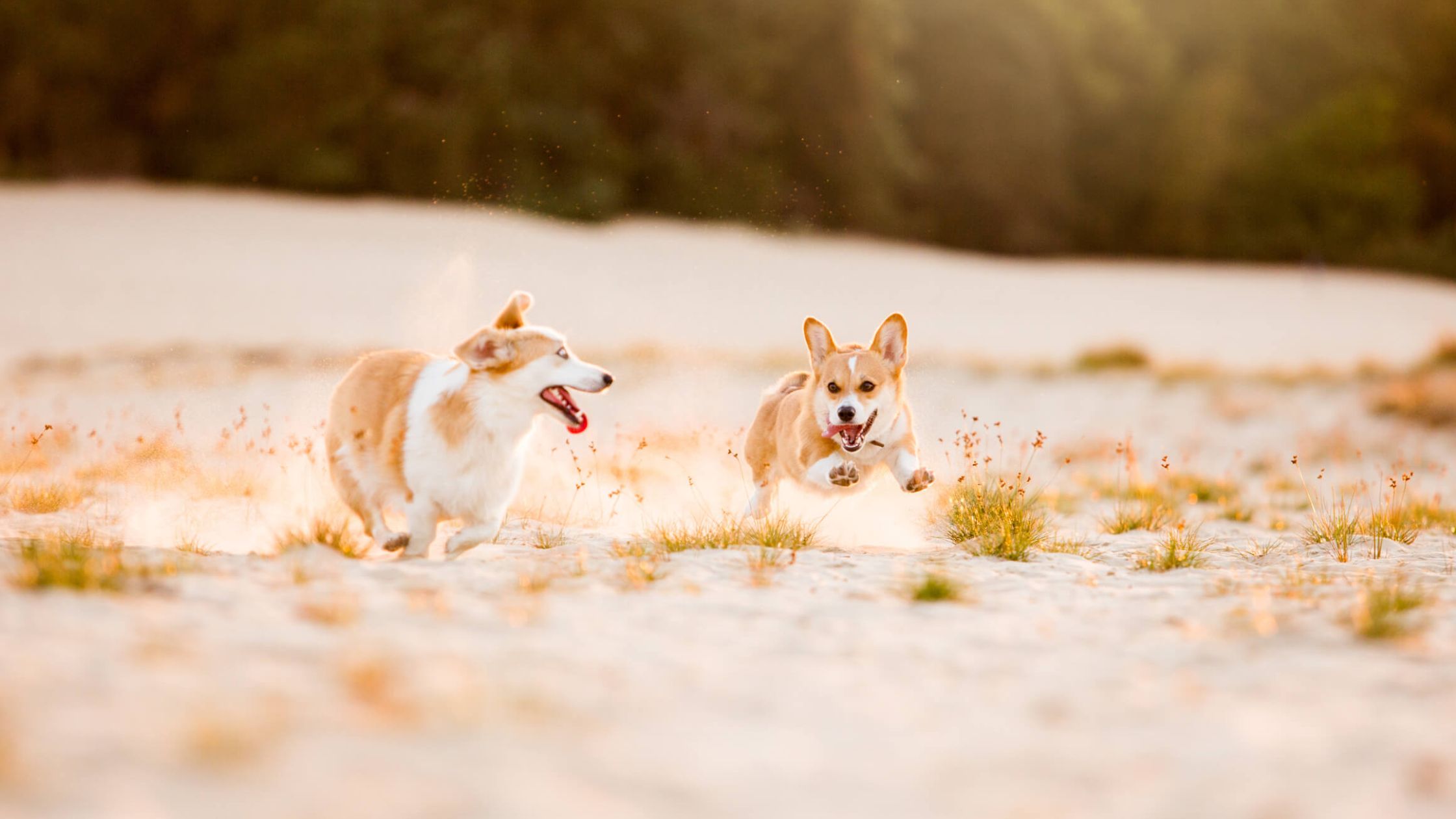 Top 5 huisdierentrends 2026