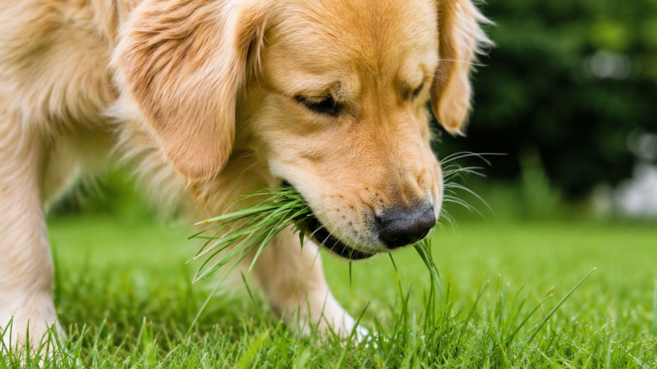 Waarom eet mijn hond gras PetSecur