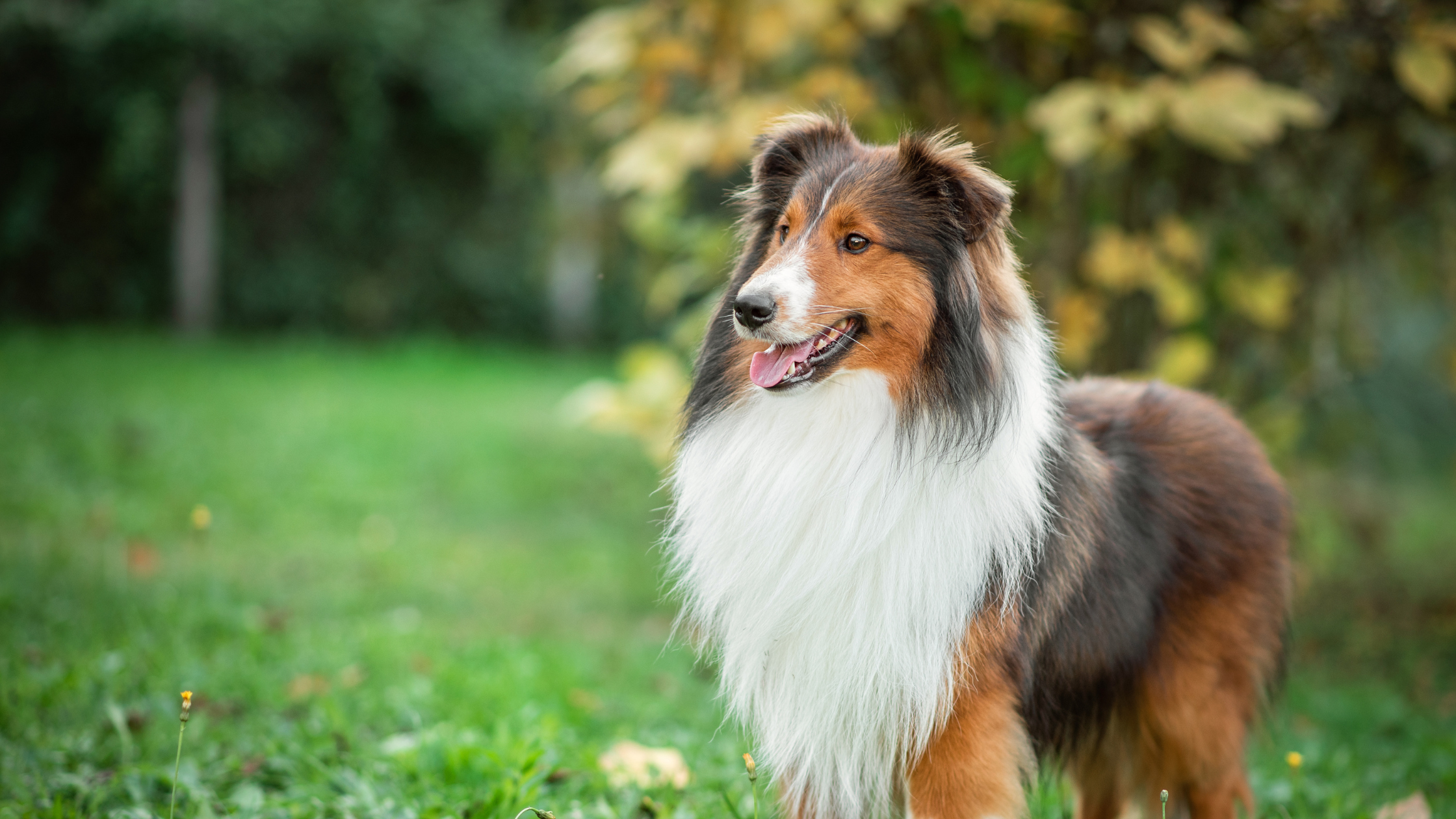 Een langharige hond staat alert in het gras met een open bek en een ontspannen blik, omringd door groene en gele bladeren op de achtergrond.