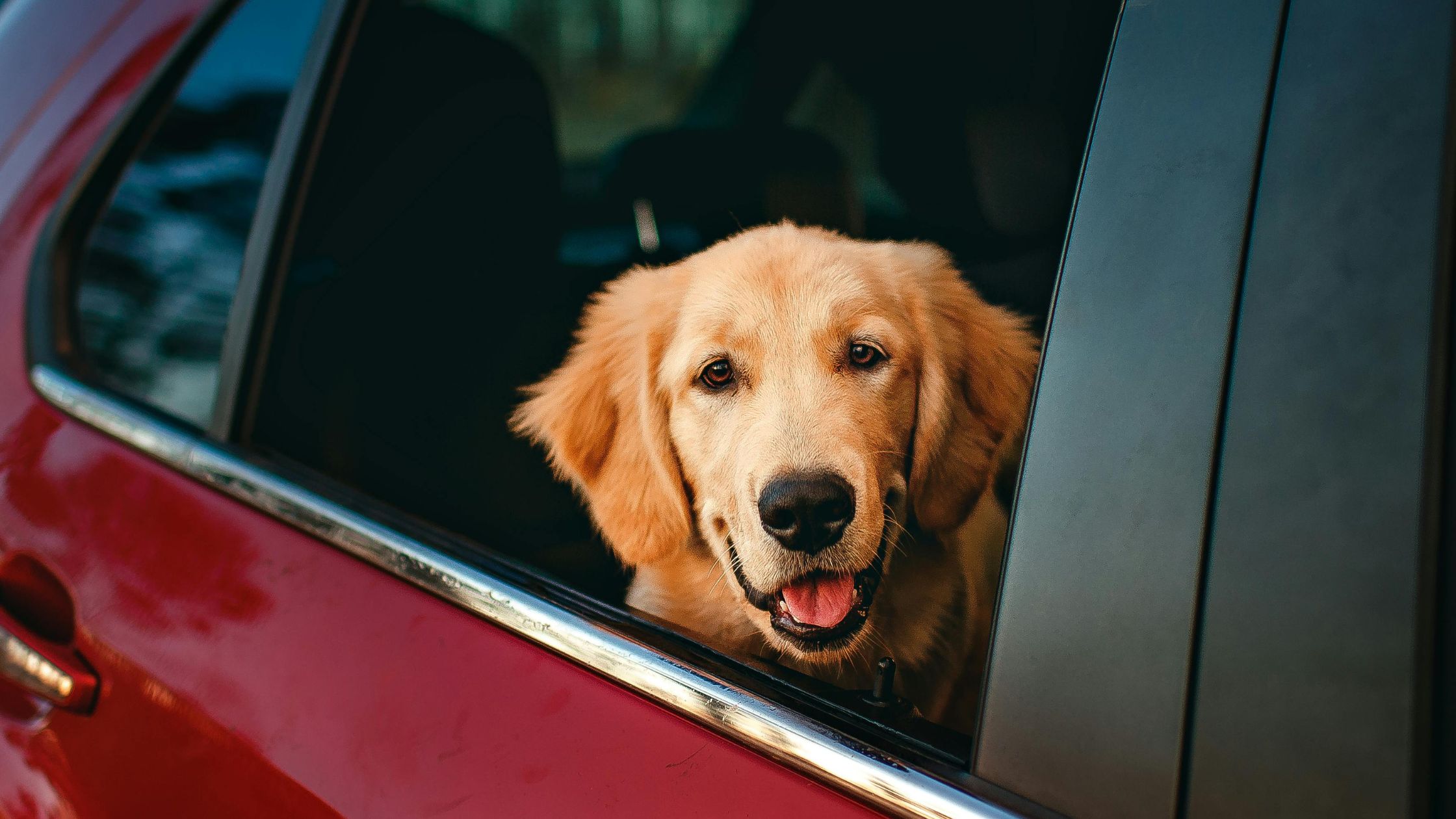 10 tips voor reizen met de auto en je hond