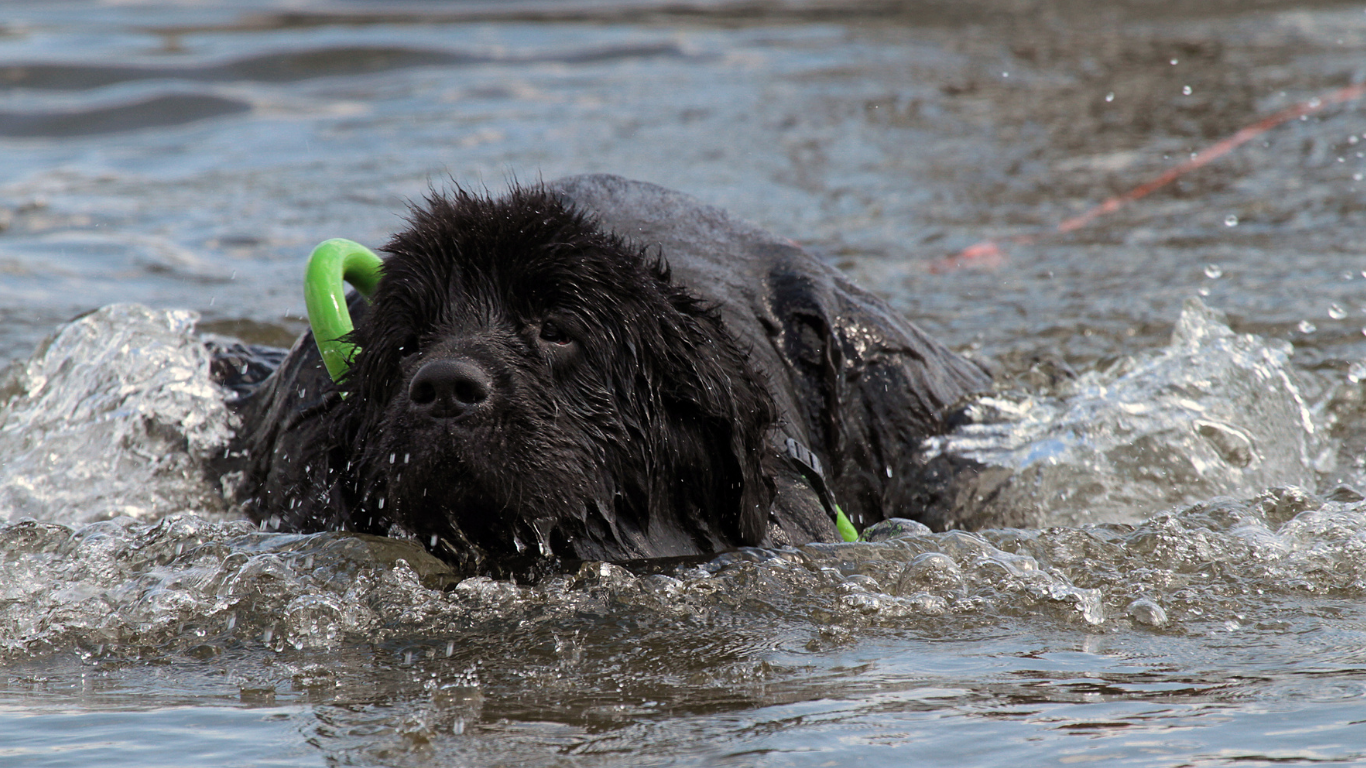 Een grote, pluizige zwarte hond met een dikke vacht ligt in het water met een groen speeltje in zijn mond.