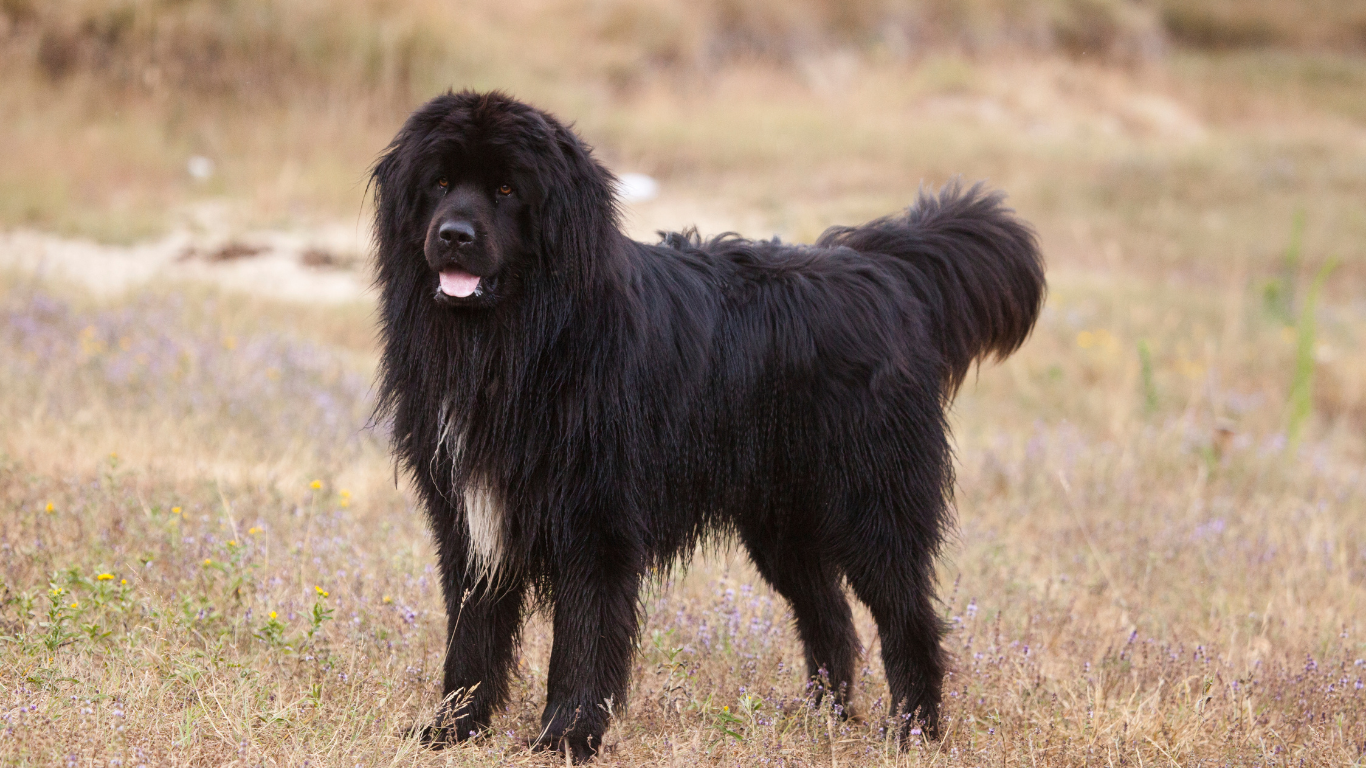 Een grote, pluizige zwarte hond met een dikke vacht en een vleugje wit op zijn borst staat op droog gras in een open veld, alert kijkend met zijn bek iets open en tong zichtbaar.