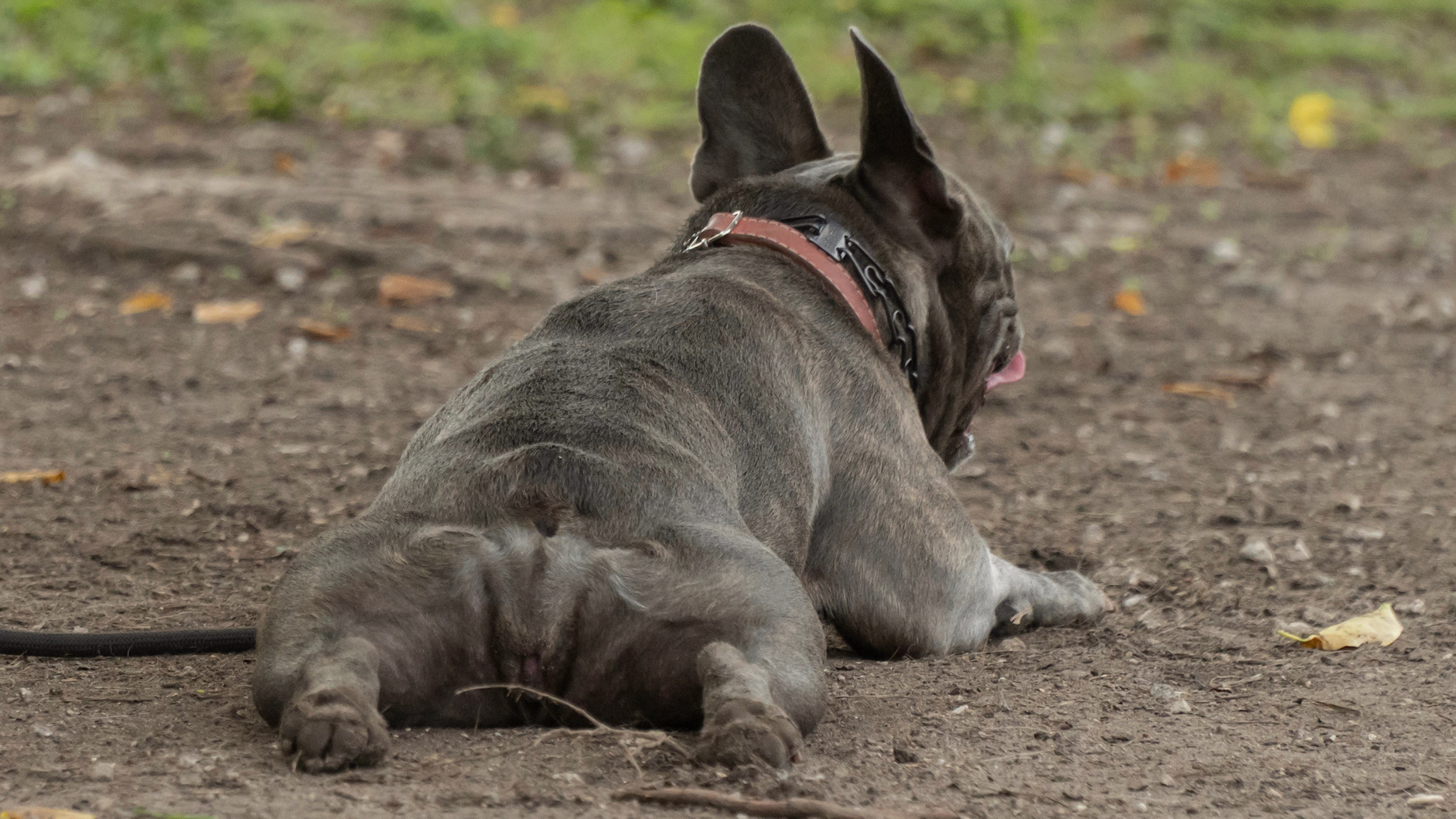 Ontstoken anaalklieren bij honden - PetSecur