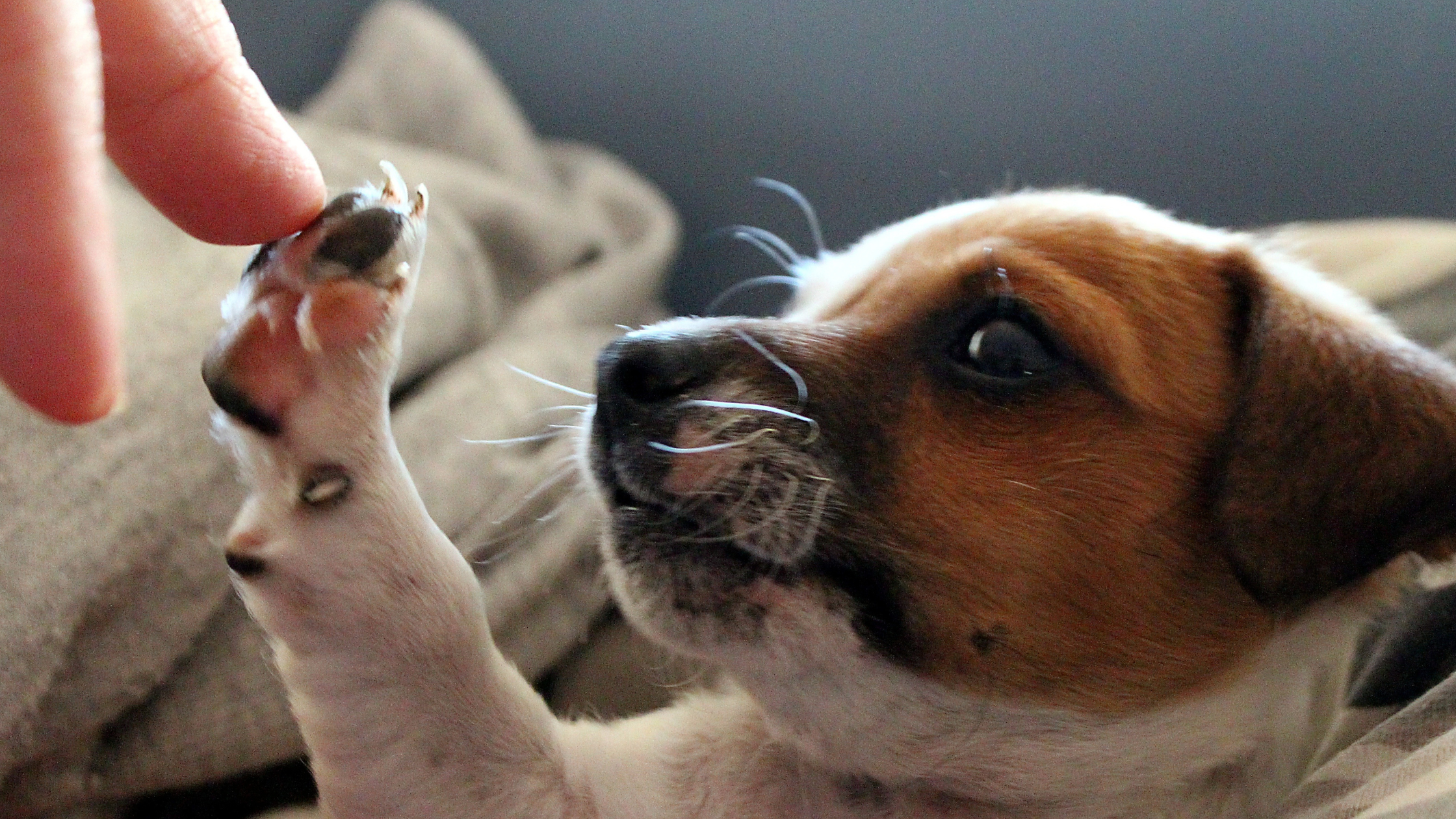 Artrose honden PetSecur