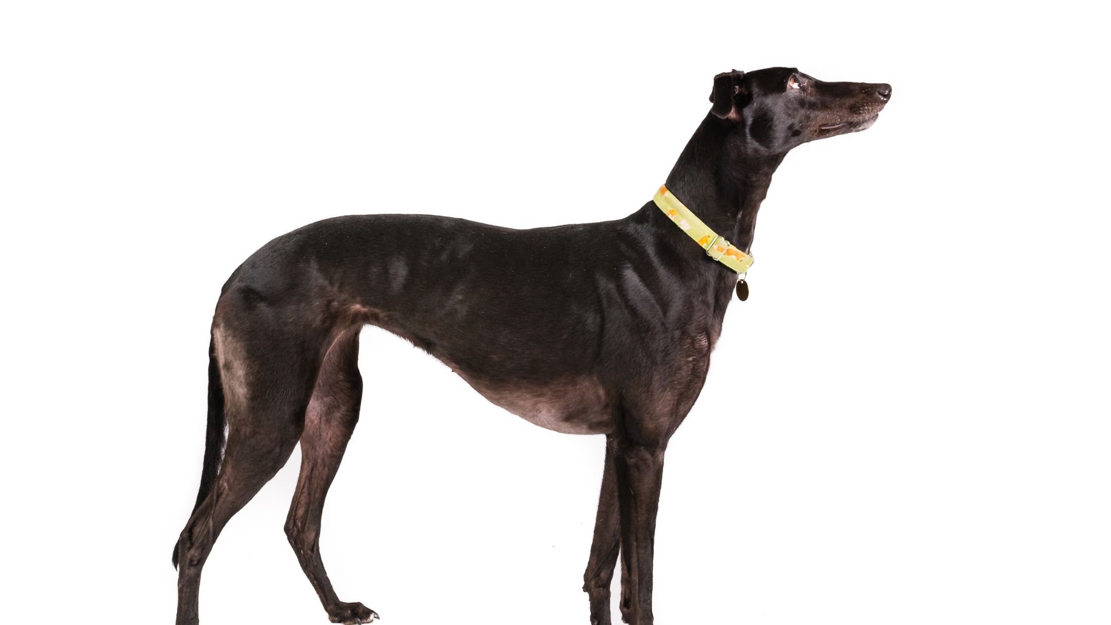 Greyhound PetSecur
