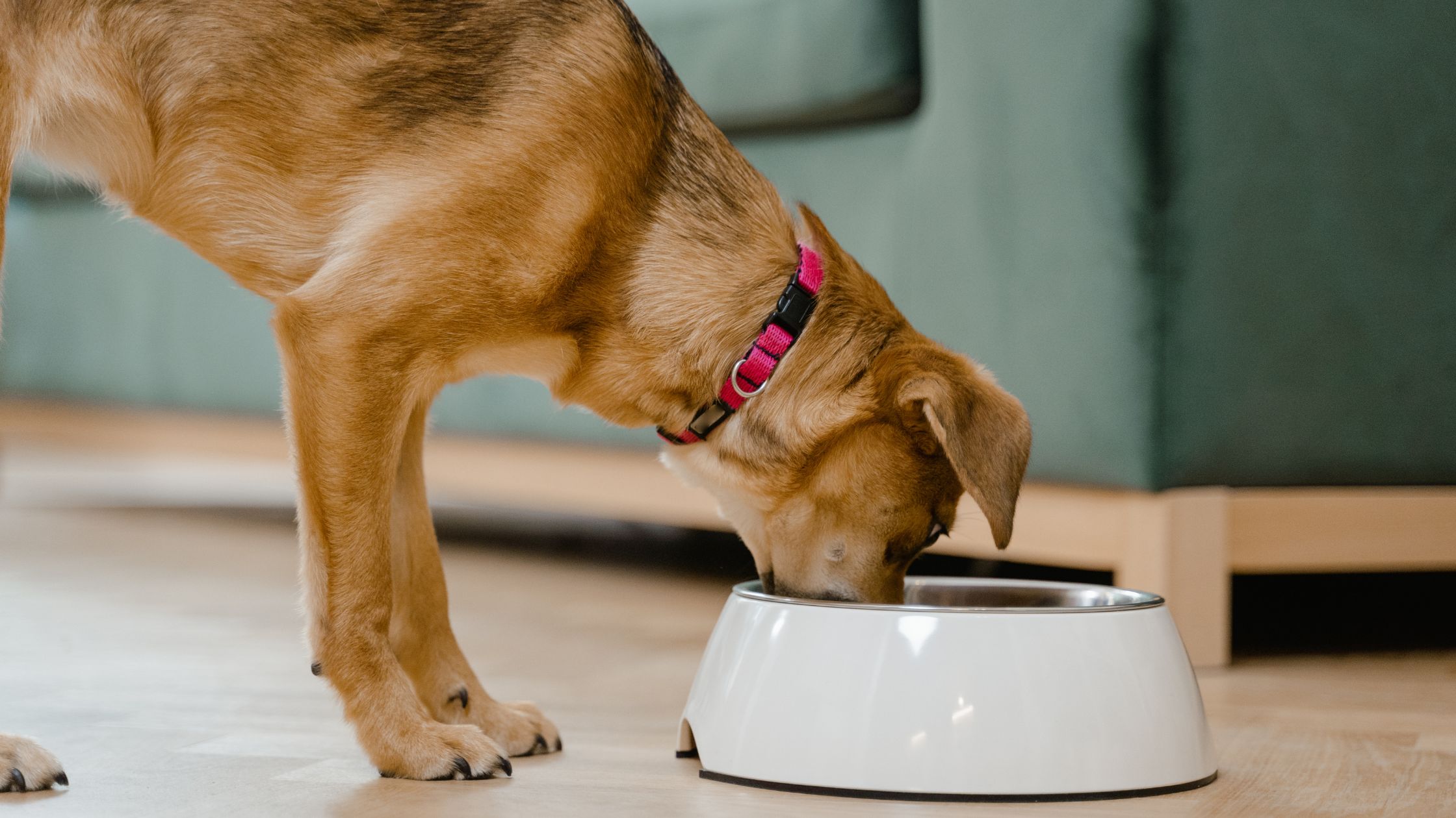 Een hond met een rood halsbandje eet uit een witte voerbak op een houten vloer in huis.