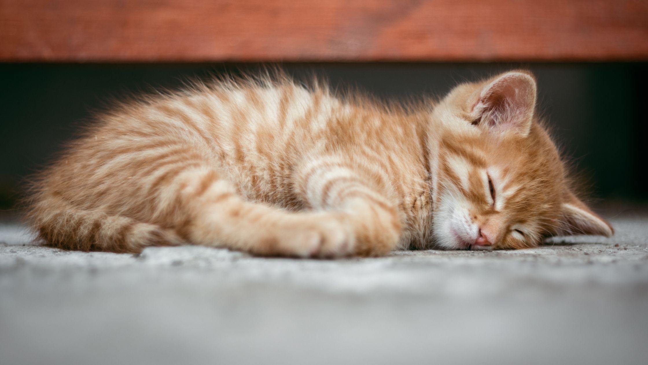 Een schattige oranje kitten ligt rustig te slapen op de grond met de oogjes dicht en het kopje op de pootjes.