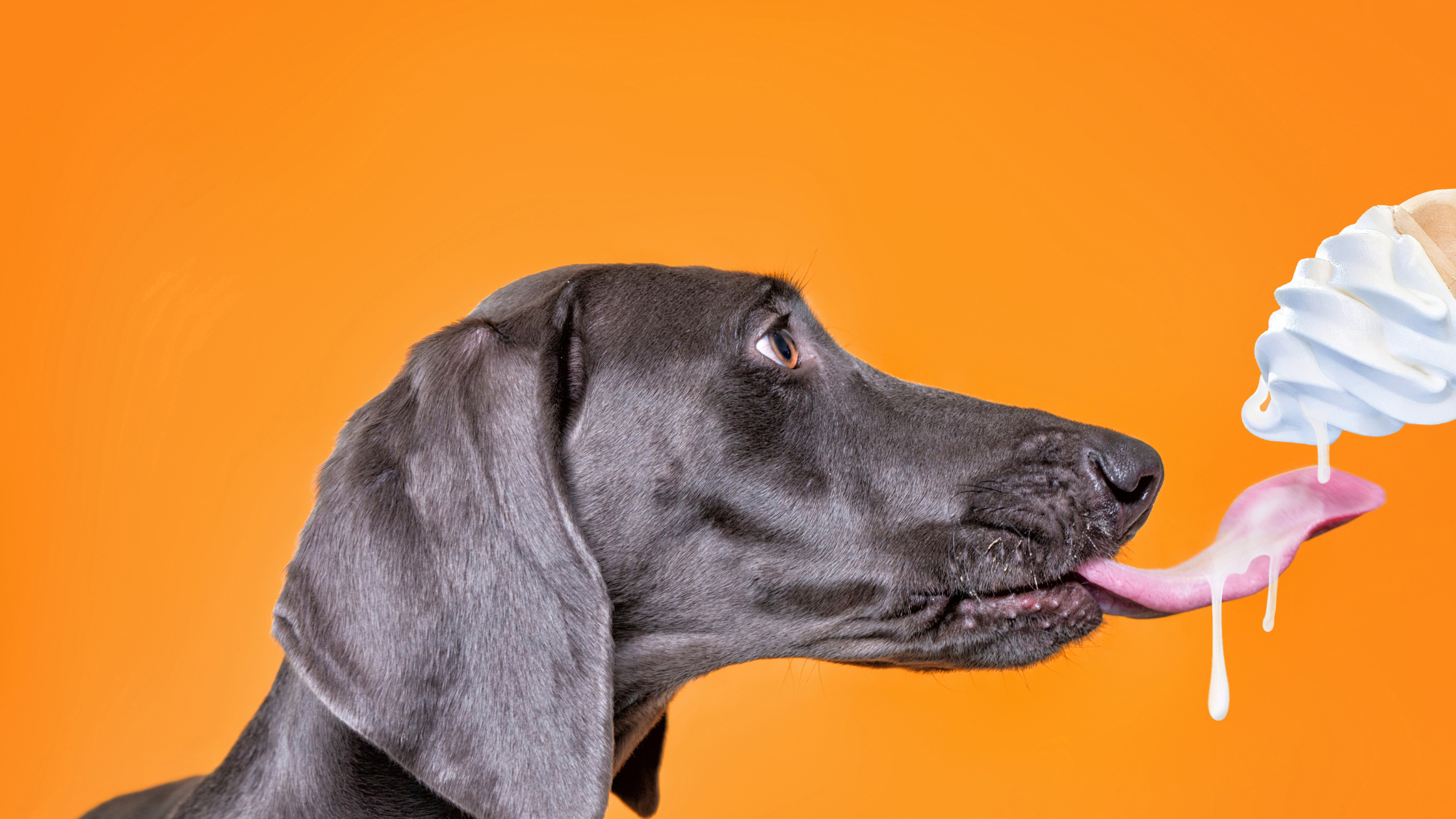 Hondenijsjes maken: verwen je hond met een verkoelende traktatie