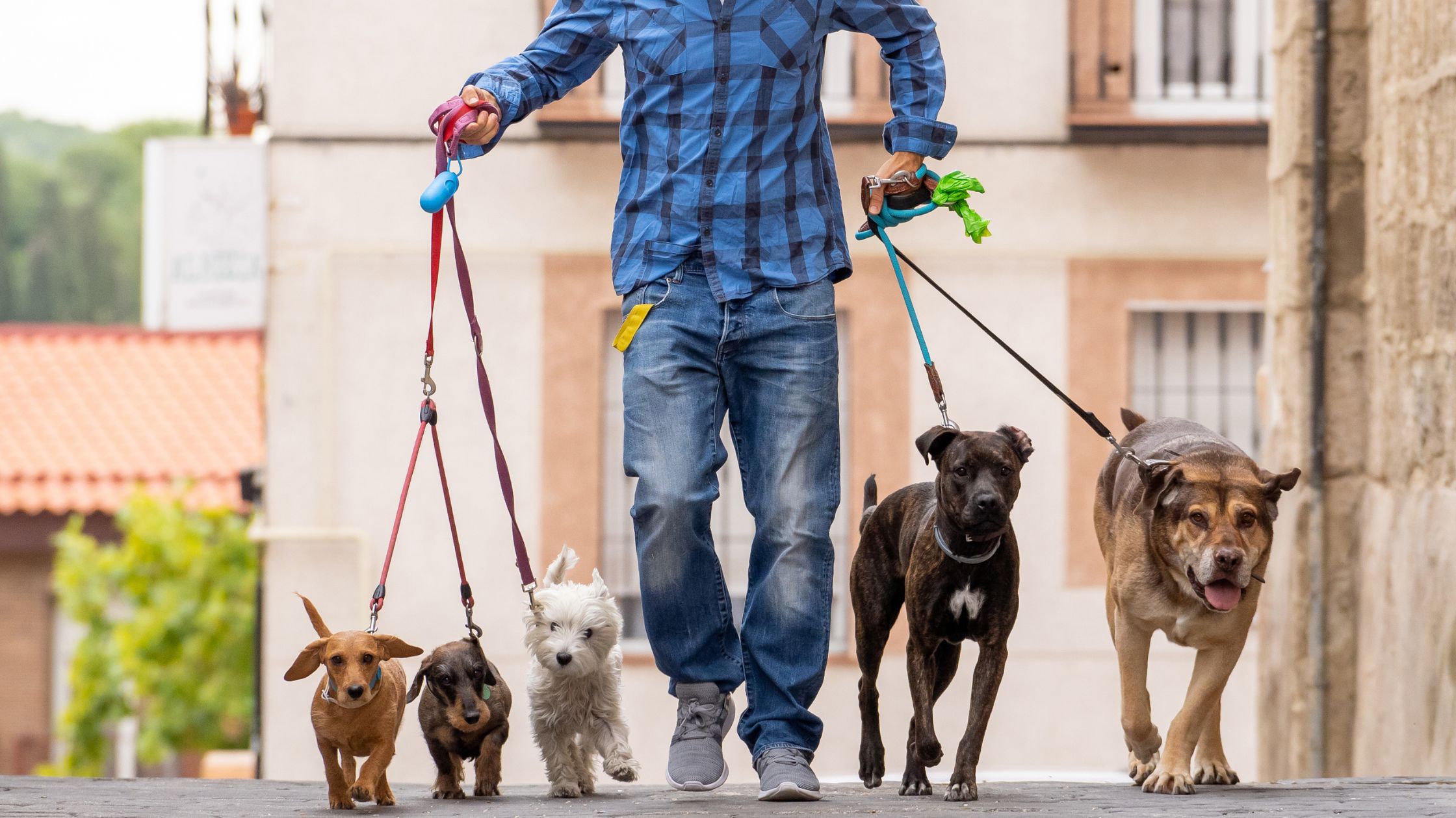 Hondenoppas en uitlaathulp: zo vind je de juiste hulp voor jouw hond