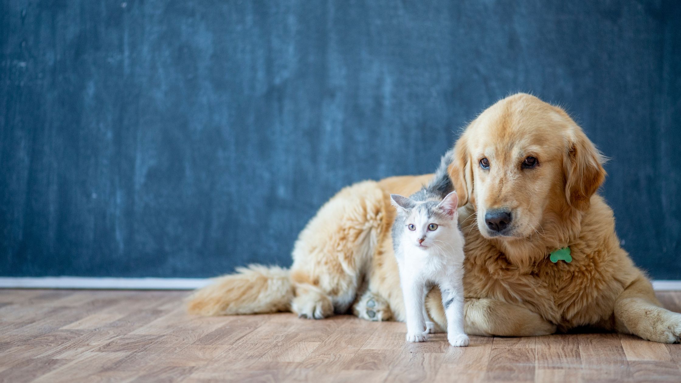 Waarom een huisdierenverzekering belangrijk is