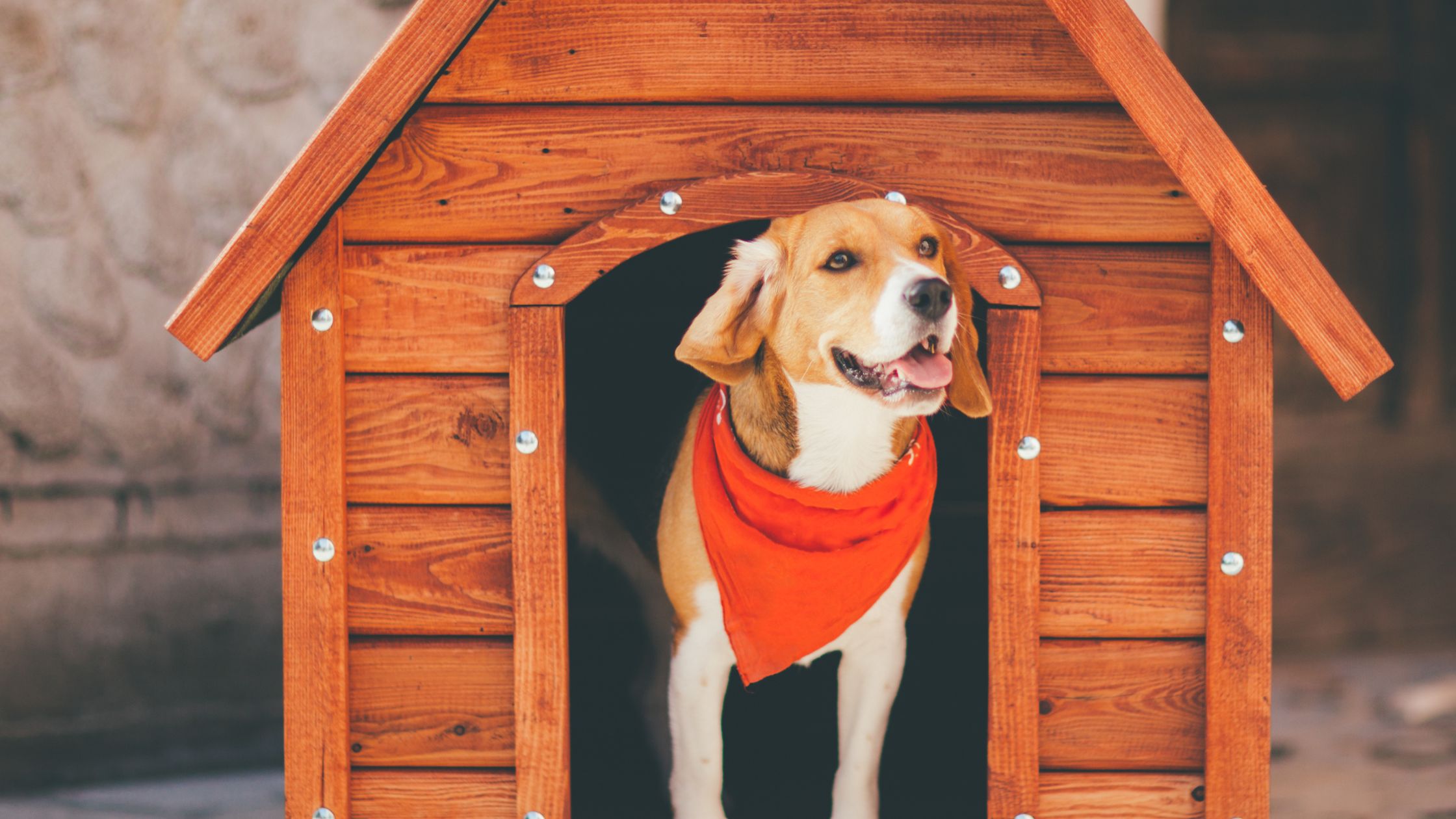 Een blije hond met een rood halsdoekje staat in de opening van een houten hondenhok en kijkt naar buiten.