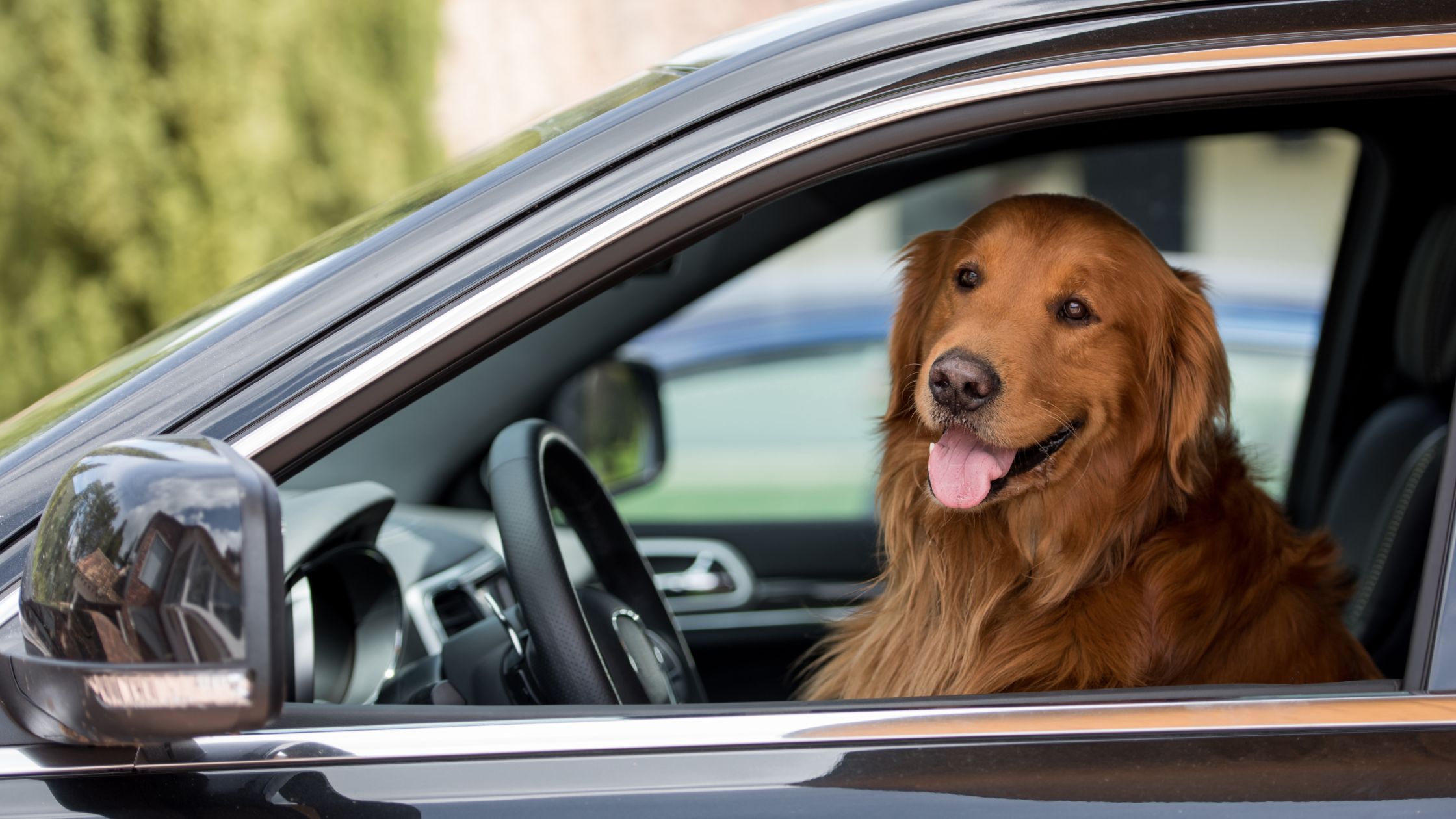Laat je hond niet achter in een hete auto
