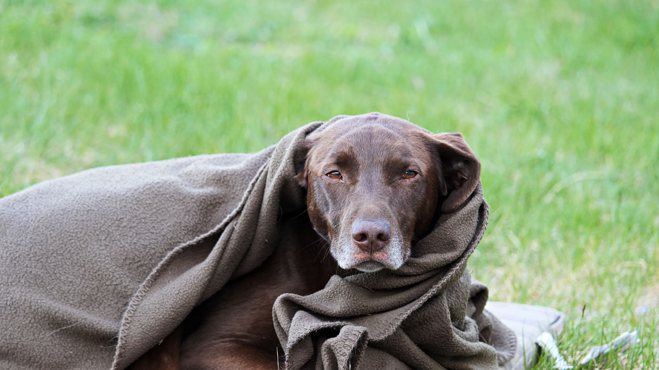 Een bruine hond ligt op het gras, gewikkeld in een warme deken, en kijkt rustig naar de camera.