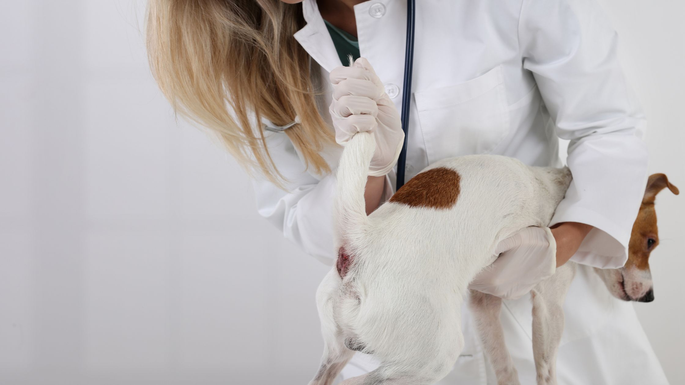 Een dierenarts in een witte jas tilt de staart van een kleine witte hond met een bruine vlek op de rug op om de achterkant van de hond te onderzoeken.