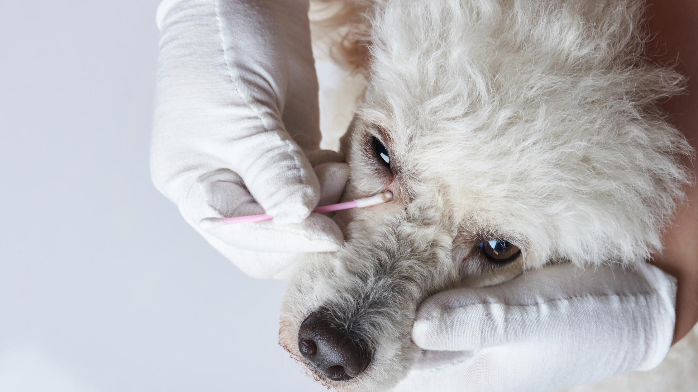 Een witte hond wordt voorzichtig rond het oog schoongemaakt met een wattenstaafje door iemand die handschoenen draagt.