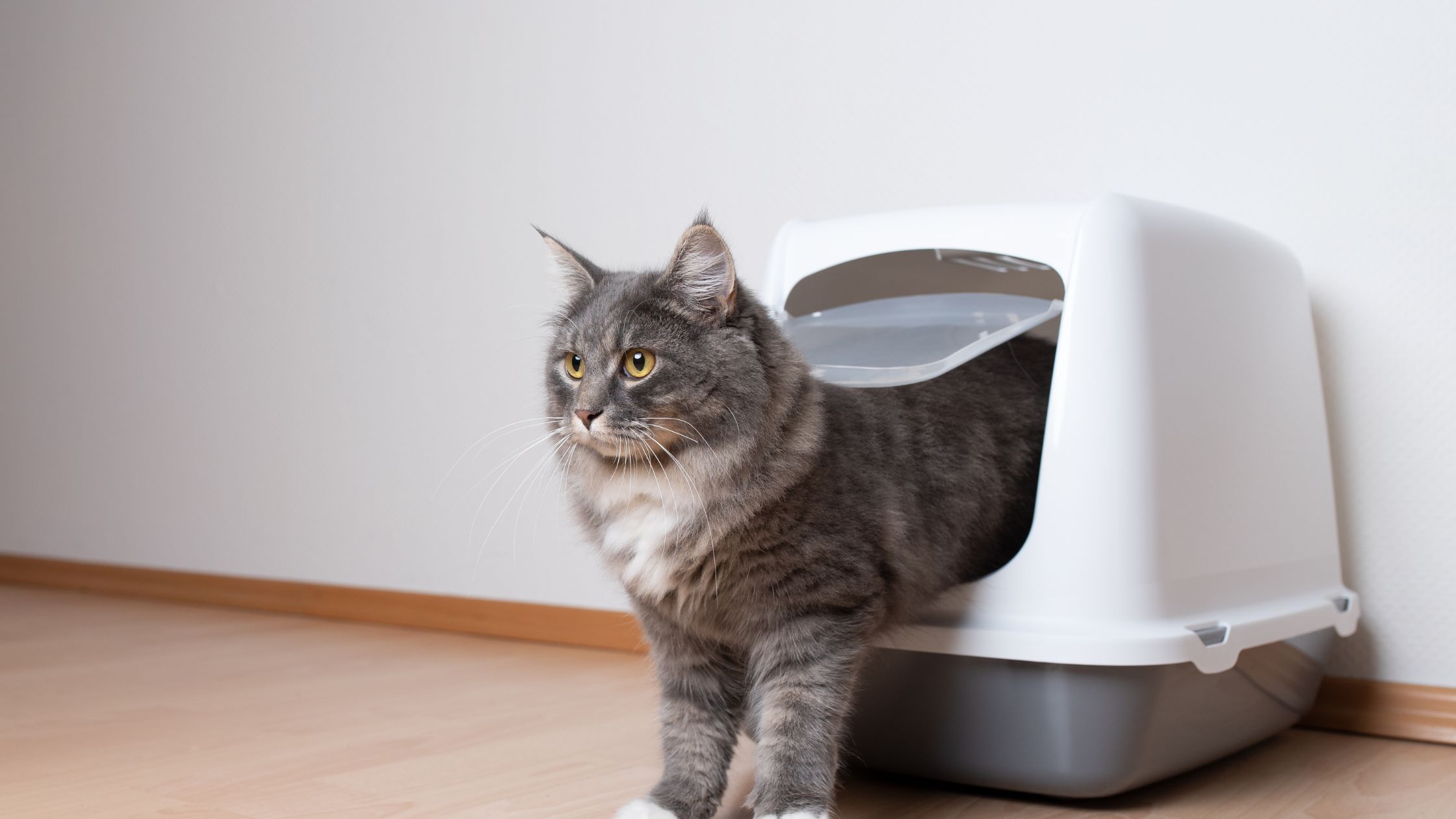 Een grijs-witte kat stapt net uit een gesloten kattenbak op een houten vloer en kijkt alert de kamer in.
