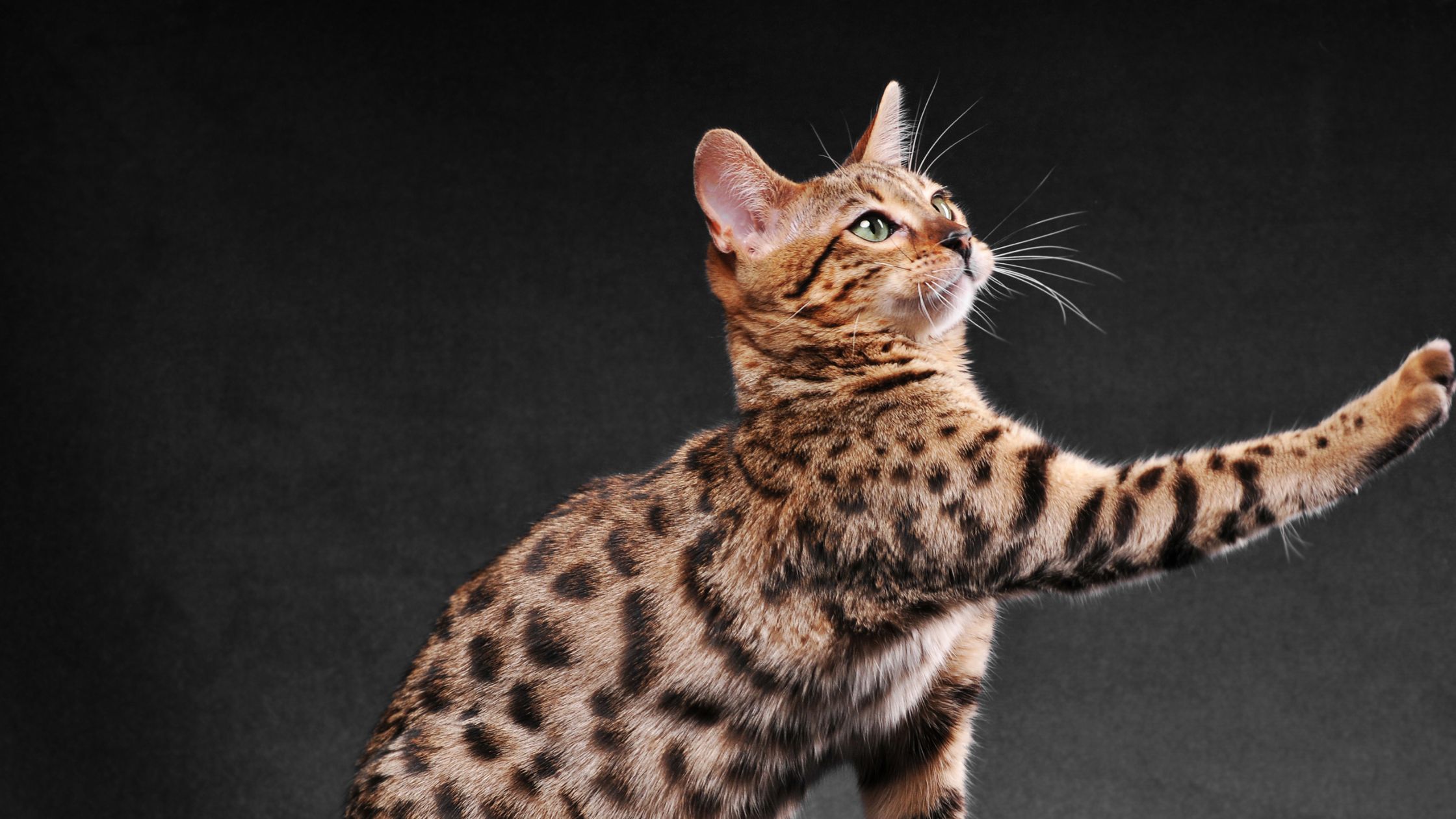 De populairste kattenrassen van 2026