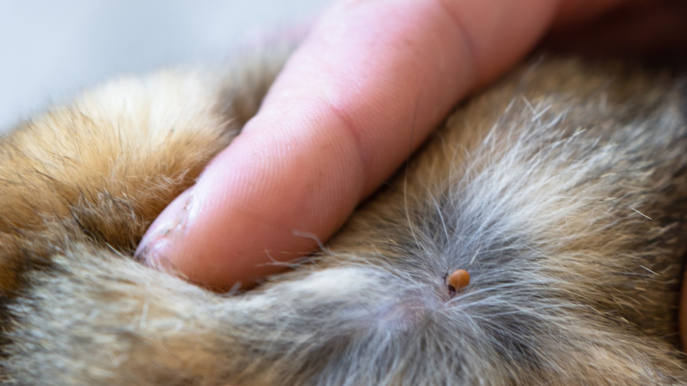 Een teek zit vast in de huid van een dier terwijl iemand met een vinger voorzichtig de vacht opzij duwt om het goed te kunnen zien.